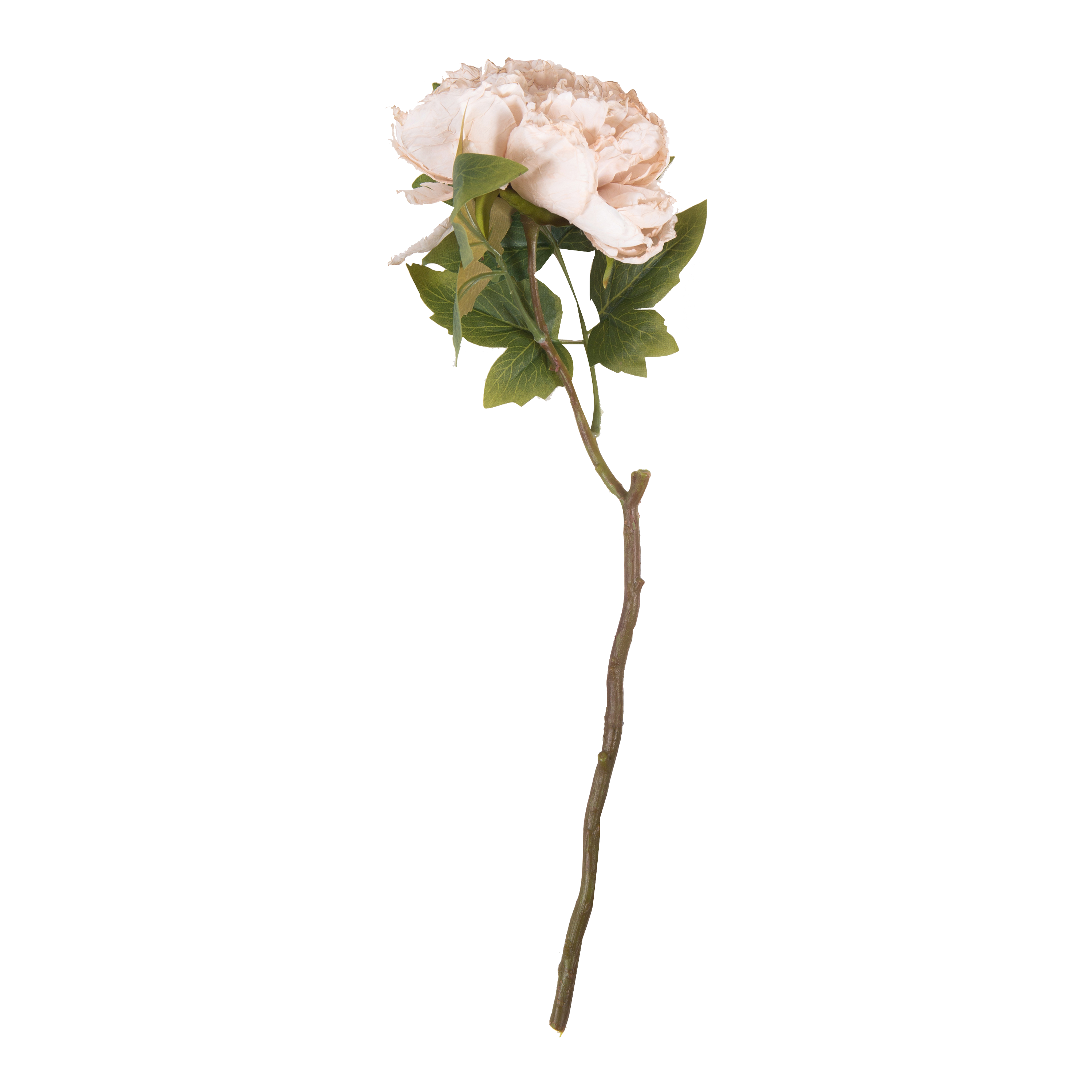 Fresh Cut Peony Stems - Evening Dew Variety for Floral Arrangements, Weddings & Home Decor | Long-Lasting Blooms for Bouquets & Centerpieces