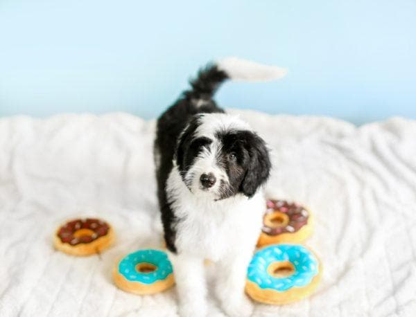 Zippy Mini Donutz Chocolate Plush Toy with Squeaker Sound - Cute Miniature Donut Stuffed Animal for Kids, Gift & Collectibles - Perfect for Birthday Parties, Baby Showers & Home Decor