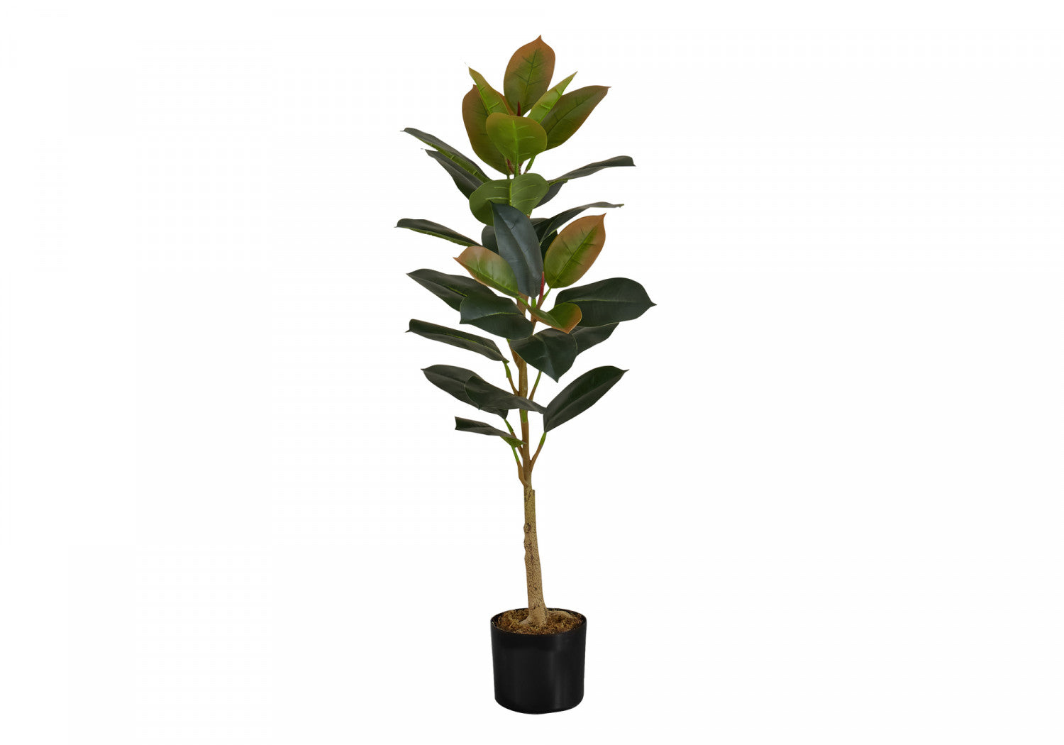 40 Rubber Tree Plants with 5 Black Pots - Indoor Houseplants for Home Office Decor, Air Purifying and Feng Shui