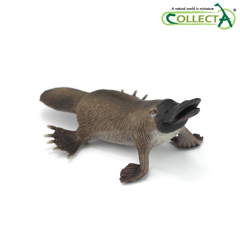 CollectA Marsupial Platypus Figurine - Realistic Animal Model Toy for Kids, Educational Gift for Nature Lovers | Perfect for Playtime, School Projects & Nature-Themed Collections