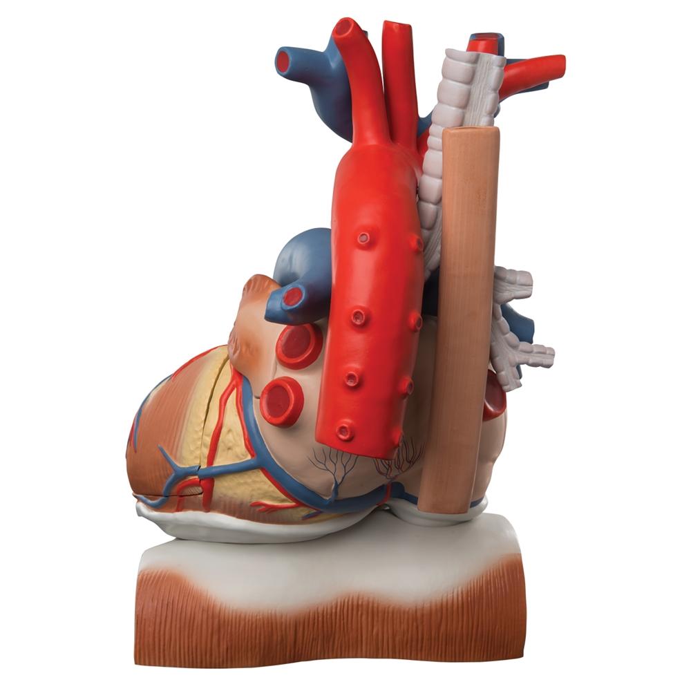 Giant 3X Life Size Human Heart Model with Diaphragm - 10-Part Anatomy Educational Tool for Medical Students & Classroom Demonstrations
