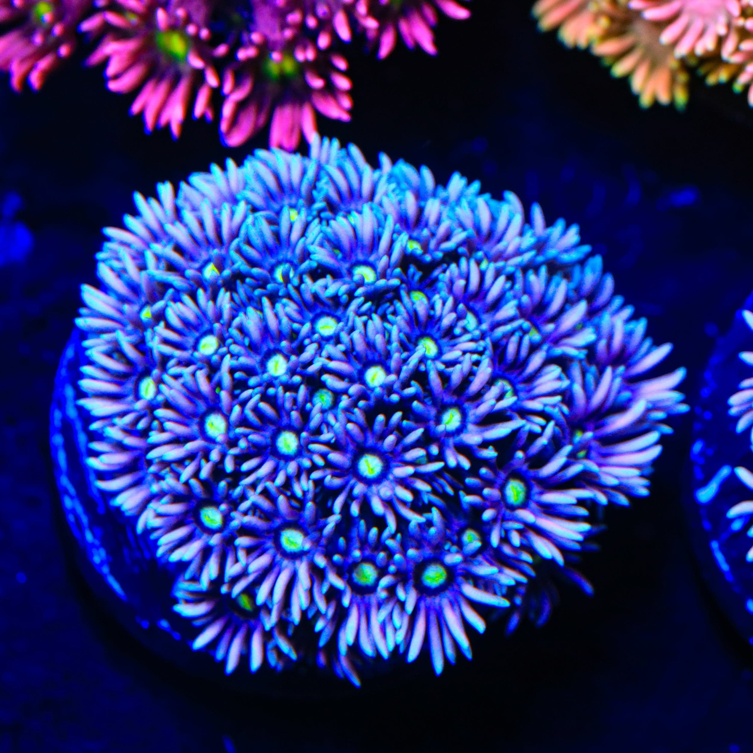 Frosty Sky Goniopora Coral - Vibrant Saltwater Aquarium Coral for Reef Tanks | Perfect for Marine Aquascaping & Coral Propagation