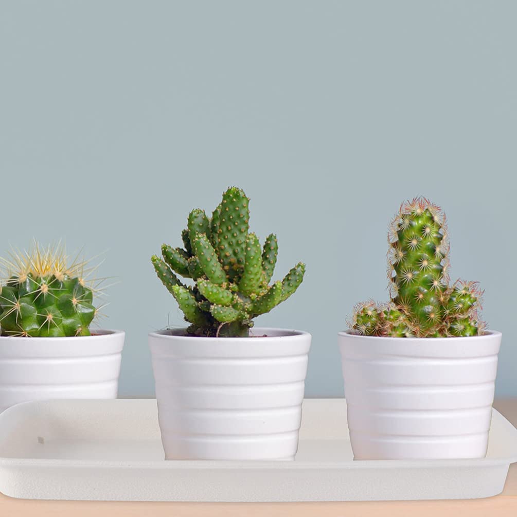 DOITOOL 6-Pack Clear Plastic Plant Saucers for Indoor and Outdoor Use - Drip Trays for Flower Pots, Garden Planters, and Potted Plants - Beige Water Catcher Dishes for Home Decor, Balcony, Patio, and Gardening