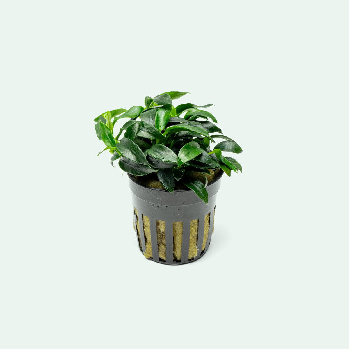 Anubias Jungle Star Aquatic Plant - Live Freshwater Aquarium Plant for Fish Tanks, Low Light & Easy Care - Perfect for Aquascaping, Shrimp Tanks & Natural Decor