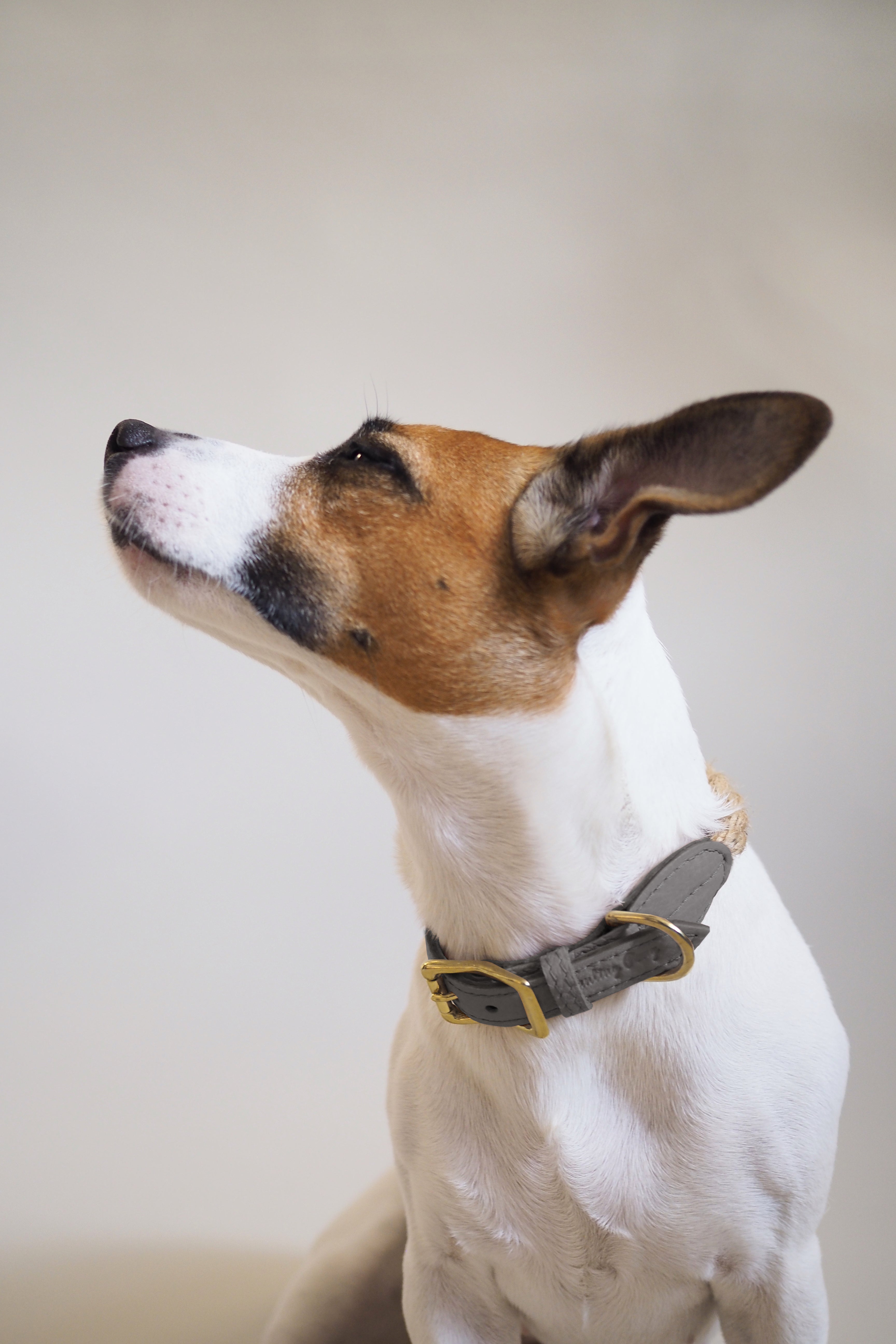 Premium Dog Collar for Country & Pony Style - Durable Graphite Design for Outdoor Adventures & Farm Life