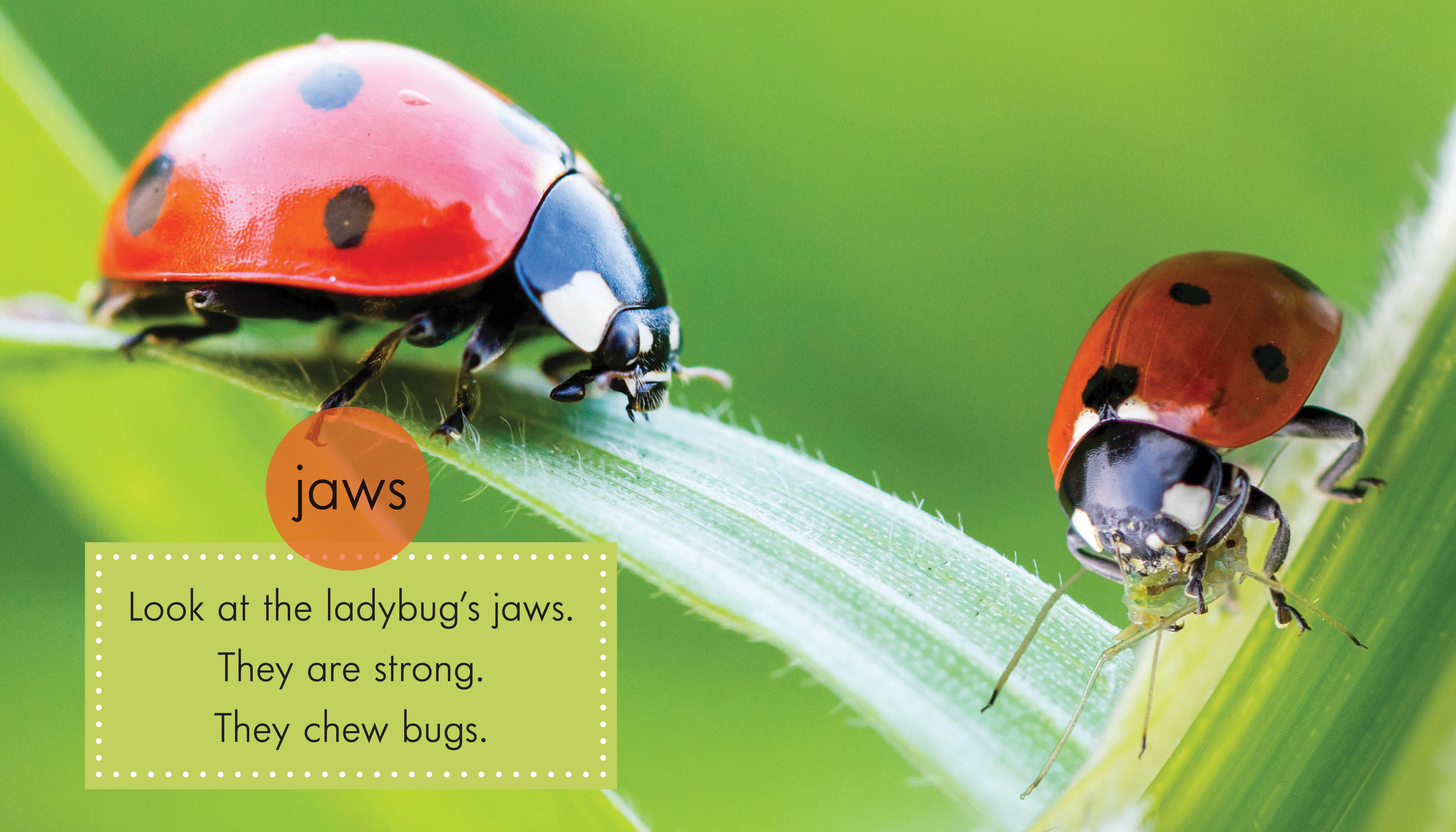 Beneficial Ladybugs for Natural Pest Control - Organic Garden & Greenhouse Use - Live Ladybugs for Aphid & Pest Management