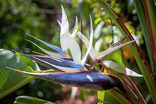 White Bird of Paradise Live Plants (Strelitzia Nicolai) - 30 Pack Tropical Rare Foliage Specimen for Indoor/Outdoor Decor, Office & Garden Landscaping