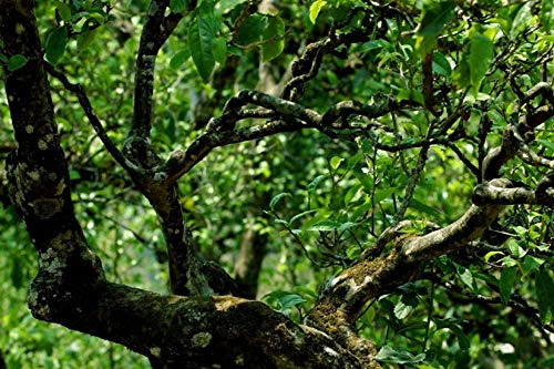 Premium Aged Raw Pu Erh Tea Cake - 1000g High Mountain Iceland Tree Tea | Authentic Loose Leaf for Tea Ceremony, Gifts & Daily Wellness