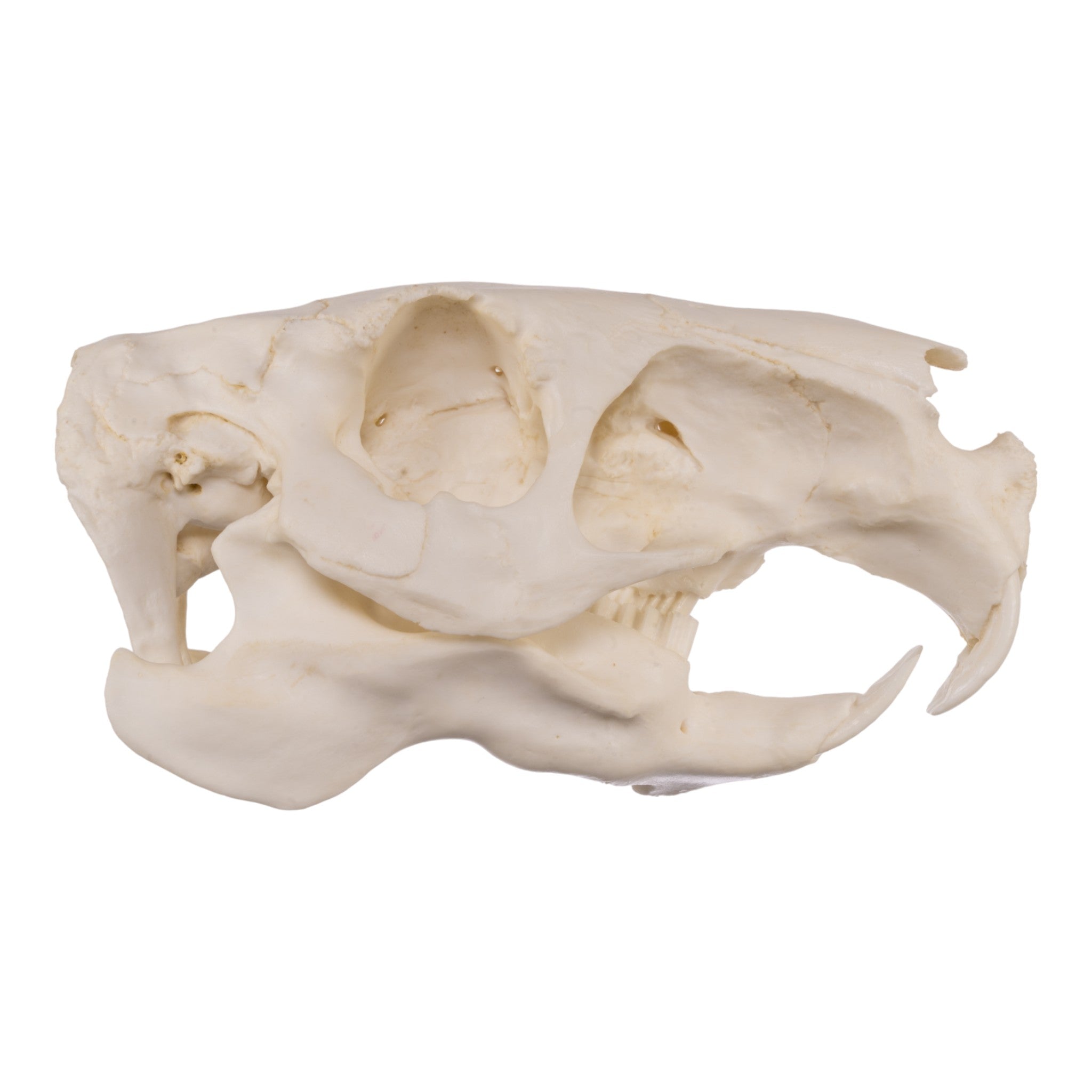Authentic Replica Capybara Skull - Lifelike Animal Skull Model for Home Decor, Educational Display & Halloween Props