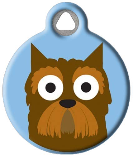 Yorkshire Terrier Boy