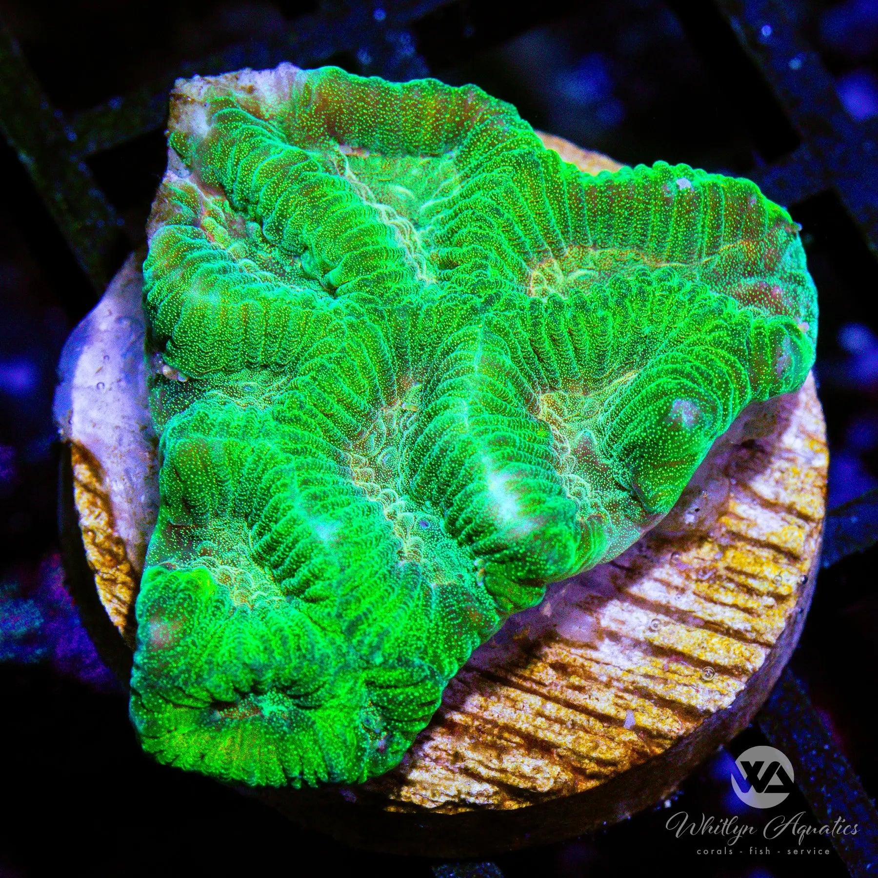 D41 WA Mellow Yellow Favia Coral - WYSIWYG Live Coral for Saltwater Aquariums | Perfect for Reef Tanks & Marine Displays