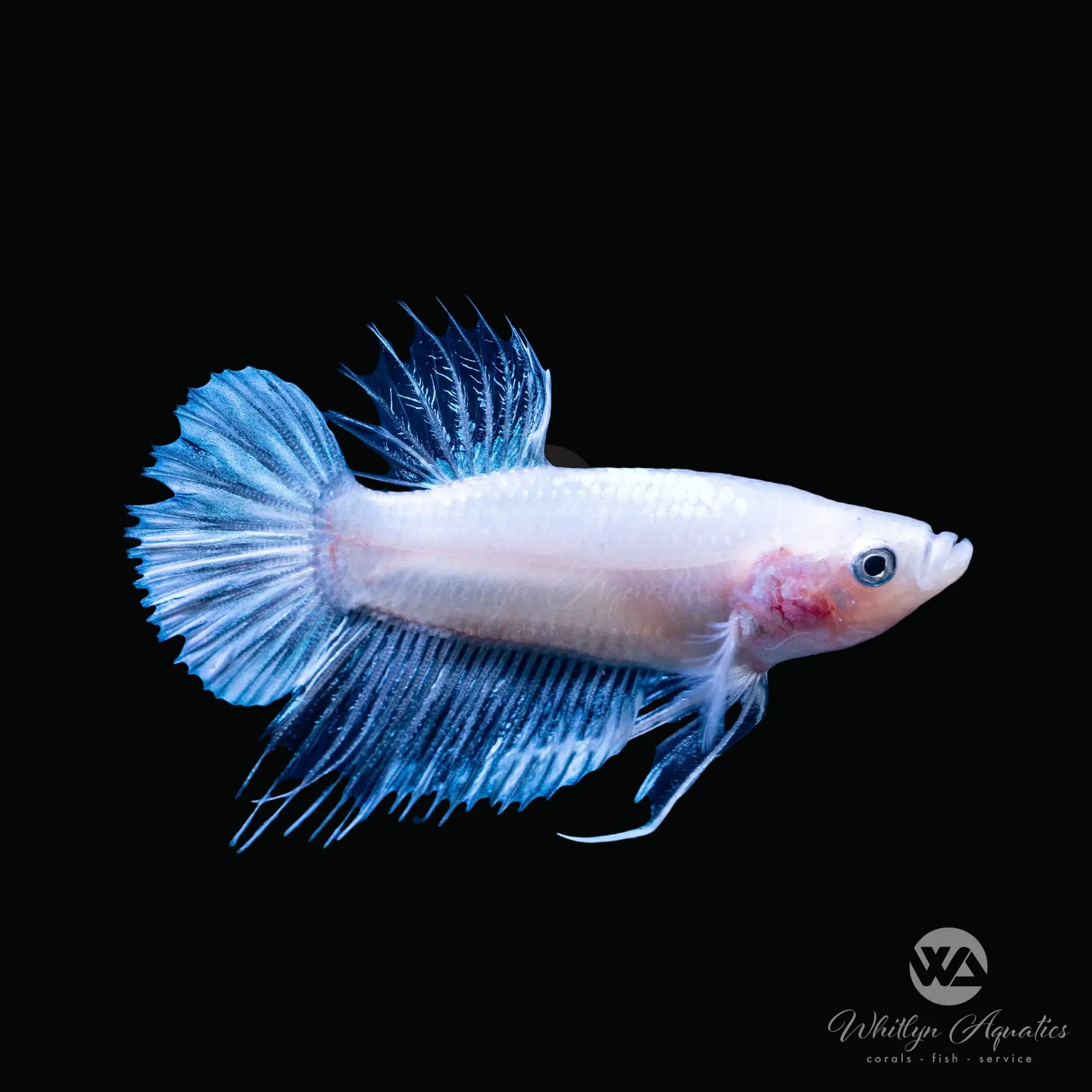 Premium Crowntail Plakat Male Betta Fish - Vibrant Colors, Long Fins - Perfect for Aquariums, Fish Tanks & Home Decor