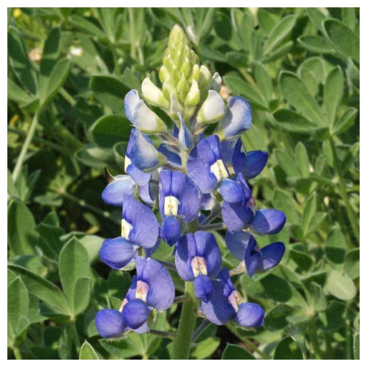 Everwilde Farms - 50 Texas Bluebonnet Native Wildflower Seeds - Gold Vault Jumbo Seed Packet for Garden, Landscaping & Pollinator-Friendly Planting