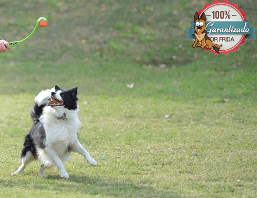 ChuckIt 35cm Small Ball Launcher for Dogs - Perfect for Fetch Games, Training & Outdoor Play with Small Balls