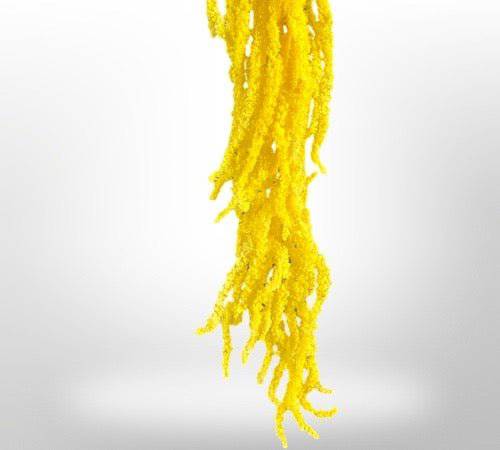 Dried Amaranthus Flowers for Home Decor | Natural Preserved Floral Arrangements | Perfect for Wedding, Party & DIY Crafts