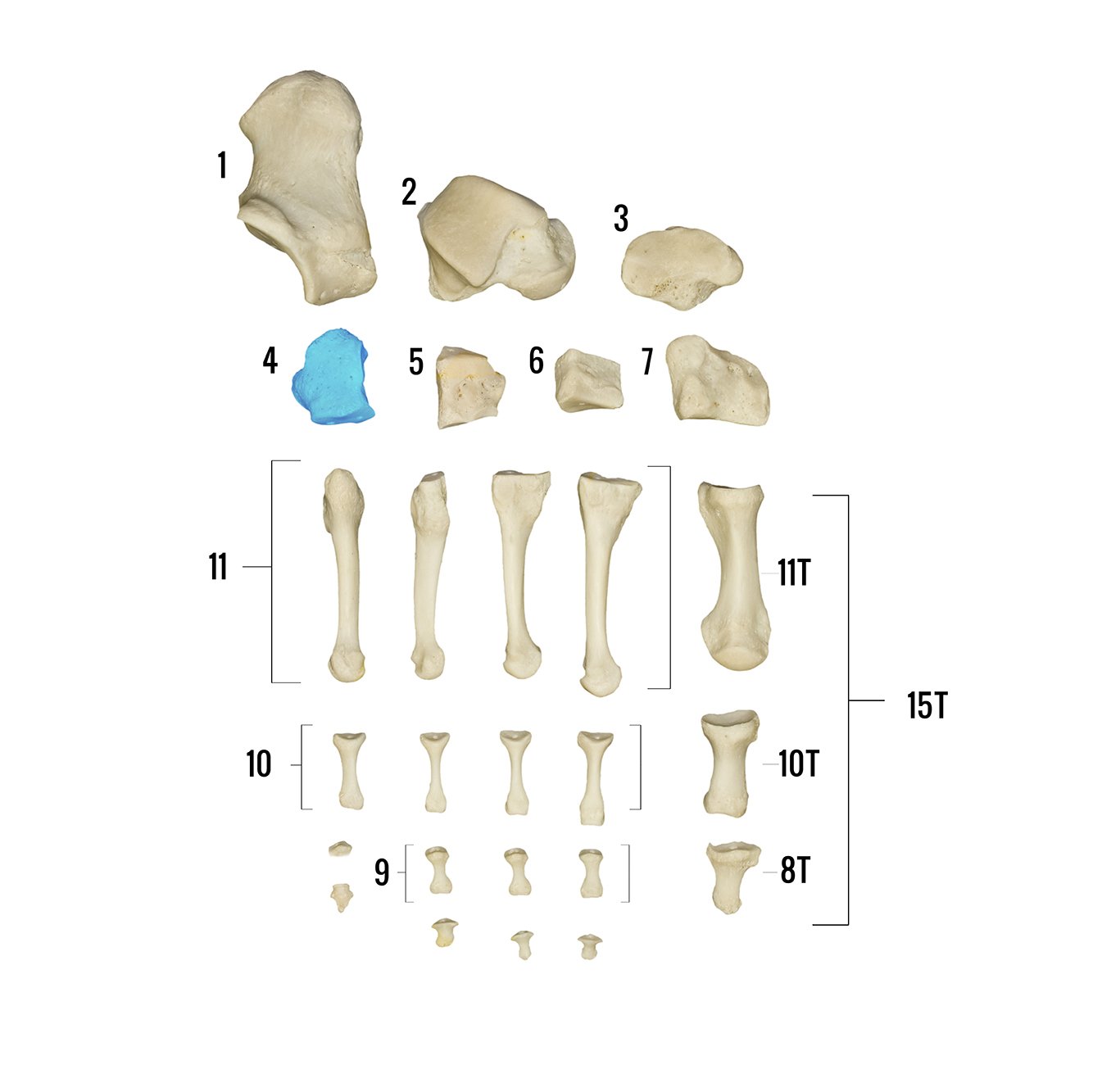 Real Human Foot Skeleton Model - Anatomically Accurate Individual Bones for Medical Study, Education & Display