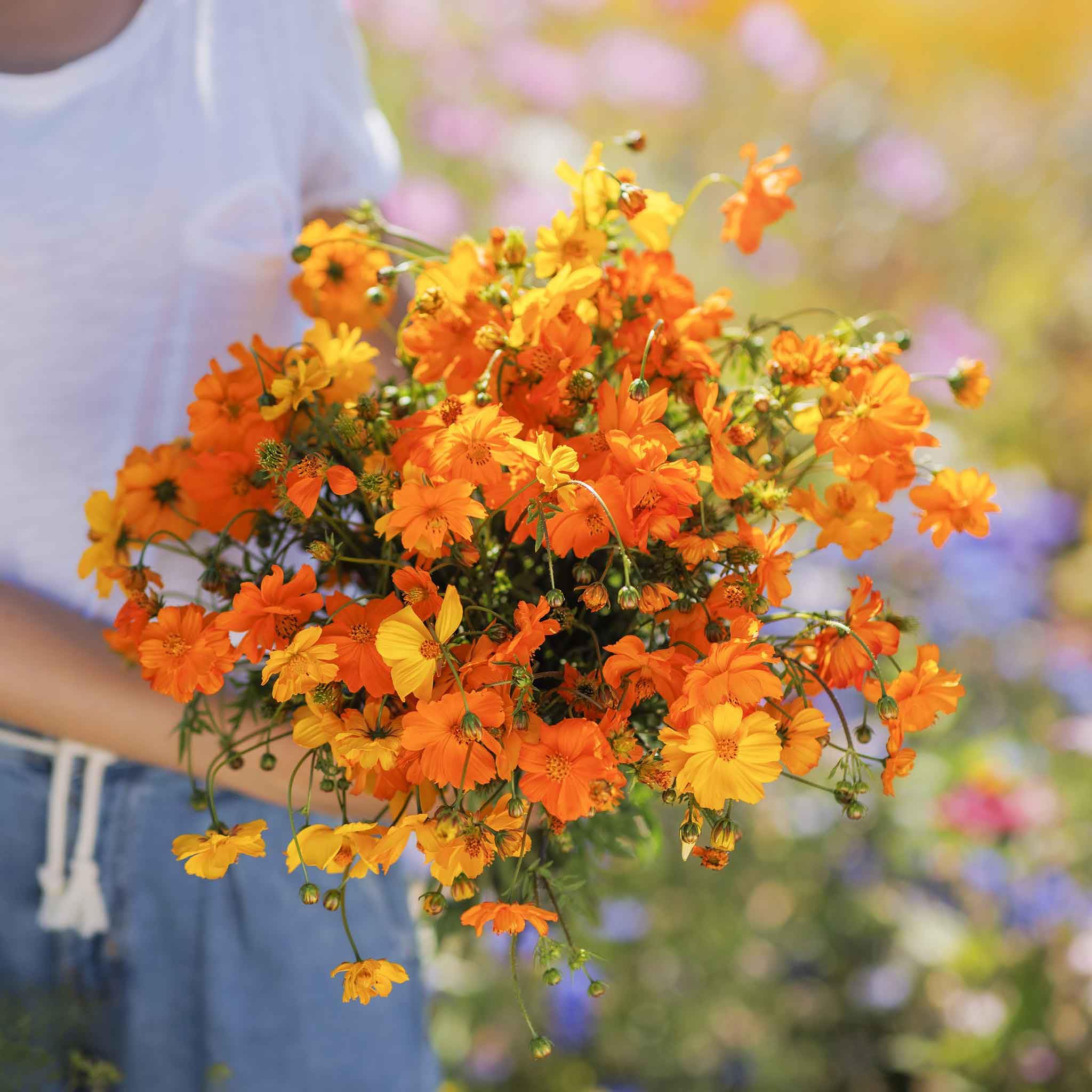 Eden Brothers Sulfur Cosmos Seeds - Bright Lights Mix for Vibrant Garden Flowers | Perfect for Borders, Cut Flowers, and Pollinator Gardens