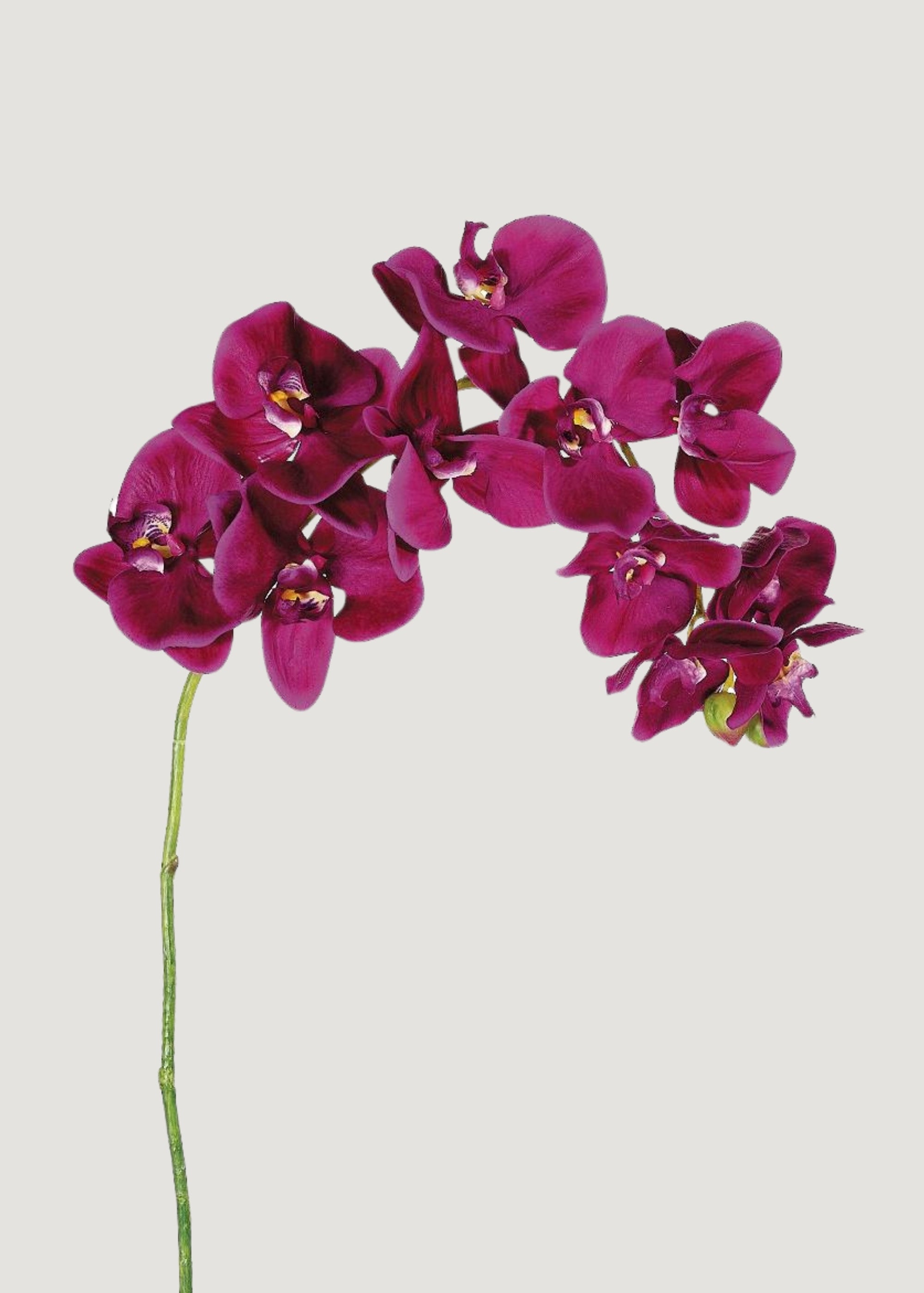 Violet Fuchsia Artificial Phalaenopsis Orchid - 37