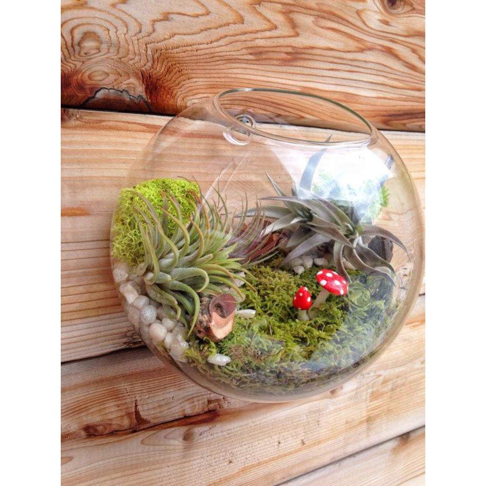 6 Pack Round Glass Wall Hanging Planters - Air Plant Terrariums & Flower Vase for Indoor/Outdoor Decor - Perfect for Succulents, Herbs & Home Garden Display