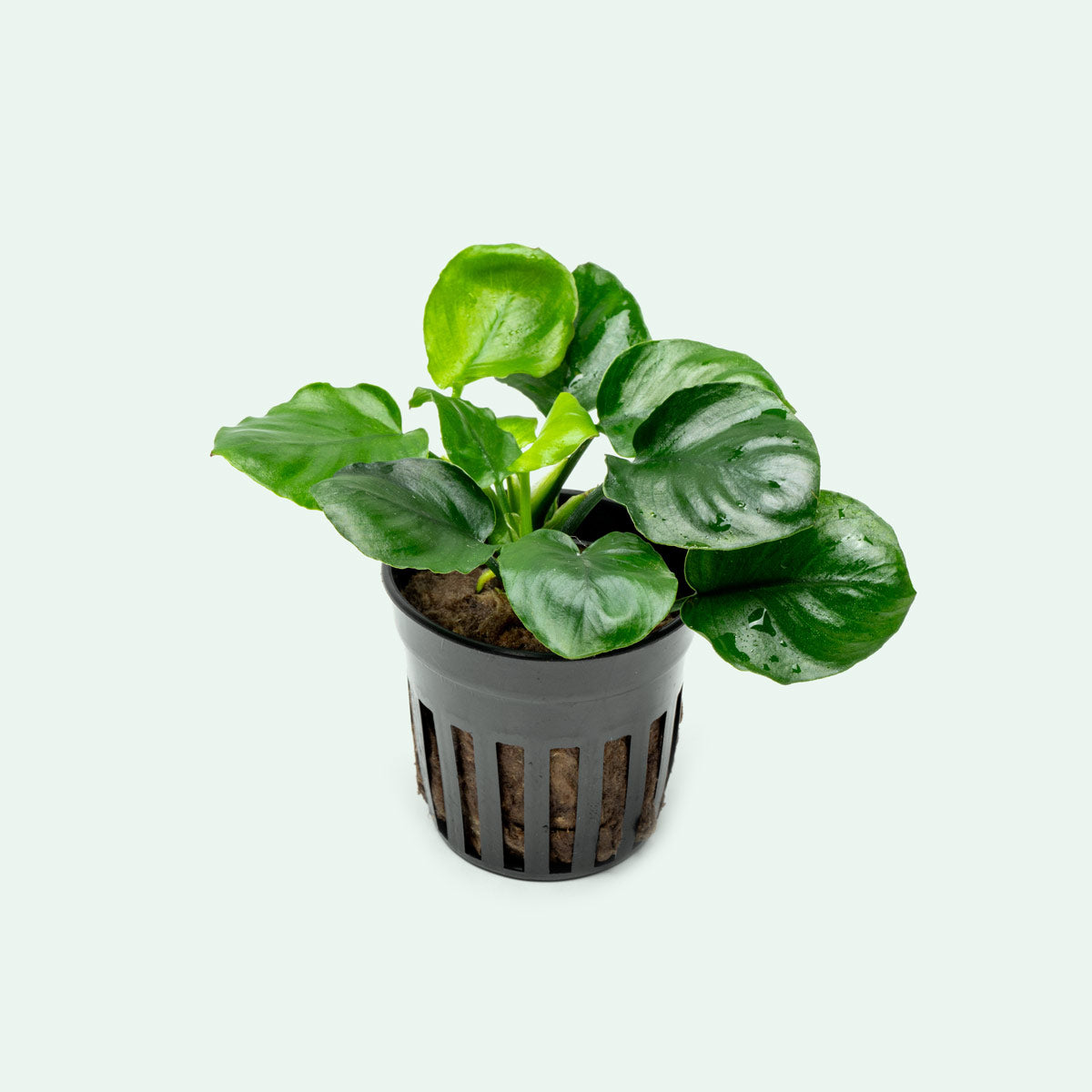 Anubias Round Leaf Golden Coin - Live Aquarium Plant for Fish Tanks, Aquascaping & Low Light Aquariums - Perfect for Beginners & Shrimp Tanks