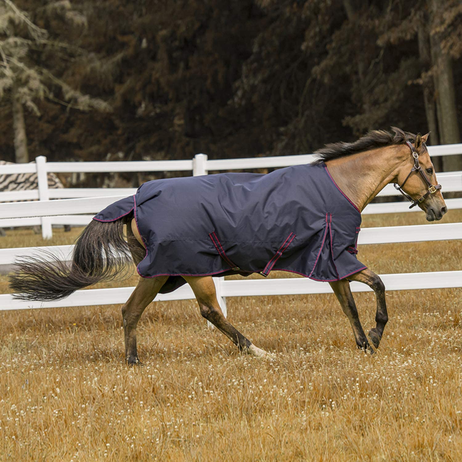 DWJ 600D Winter Windproof Warm Horse Turnout Blanket - Heavy Duty Ripstop Horse Care Rug for Cold Weather - Navy Blue Size 81 - Perfect for Stable, Pasture & Riding Protection
