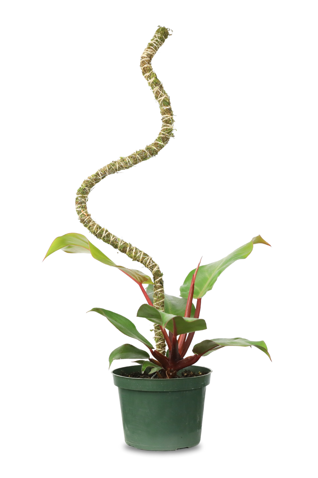 Bendable Moss Pole 3 Pack - 42 Inch Adjustable Plant Support for Climbing Vines | Perfect for Monstera, Pothos & Philodendron | Indoor Gardening & Vertical Plant Decor