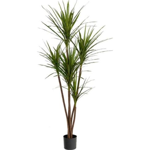 6' Dracaena Magenta Tree - UV Protected Indoor Plant for Home & Office Decor | Perfect for Living Room, Bedroom, or Workspace