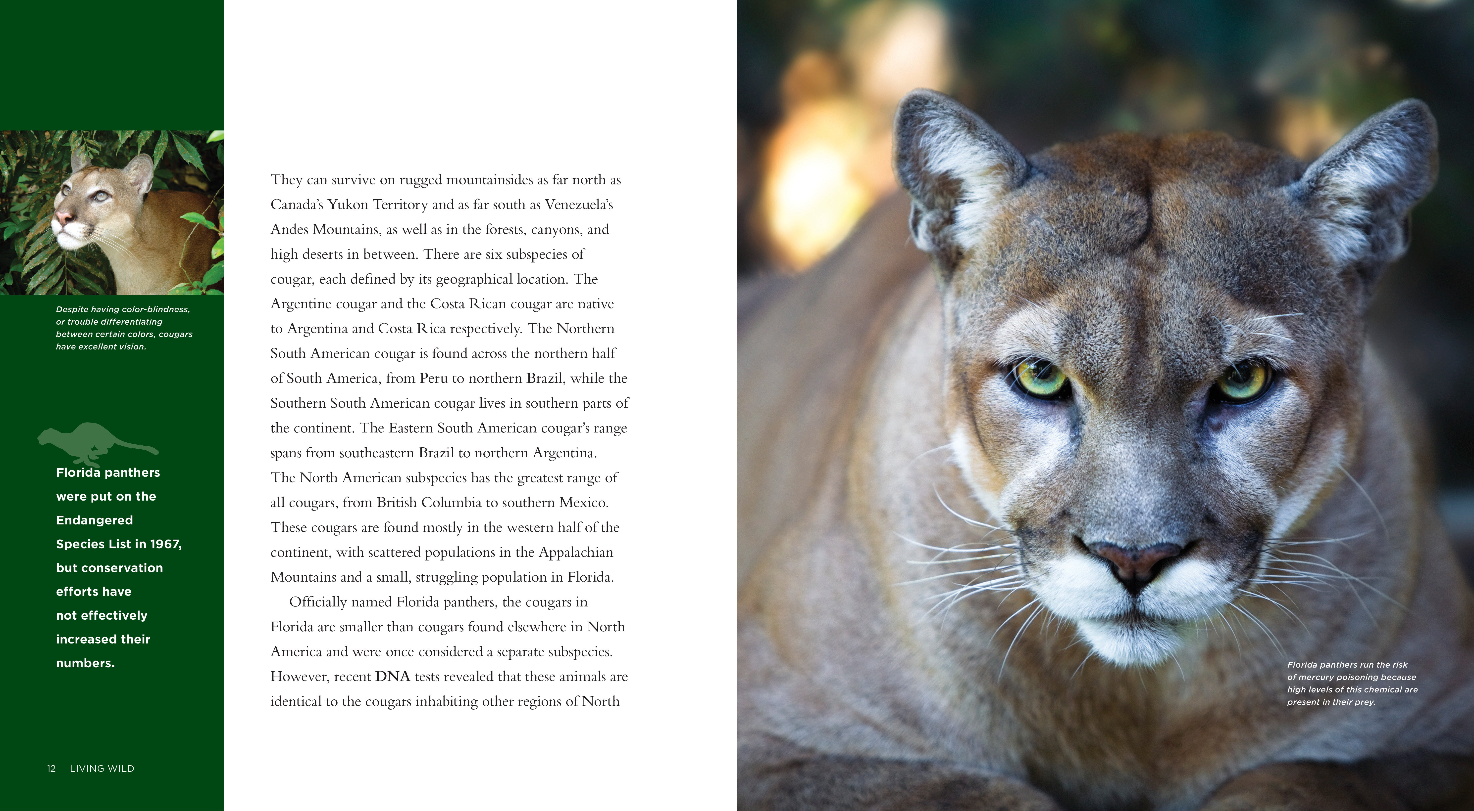 Cougars Book ISBN 9781608181674 - Wildlife & Nature Reading for Outdoor Enthusiasts & Animal Lovers