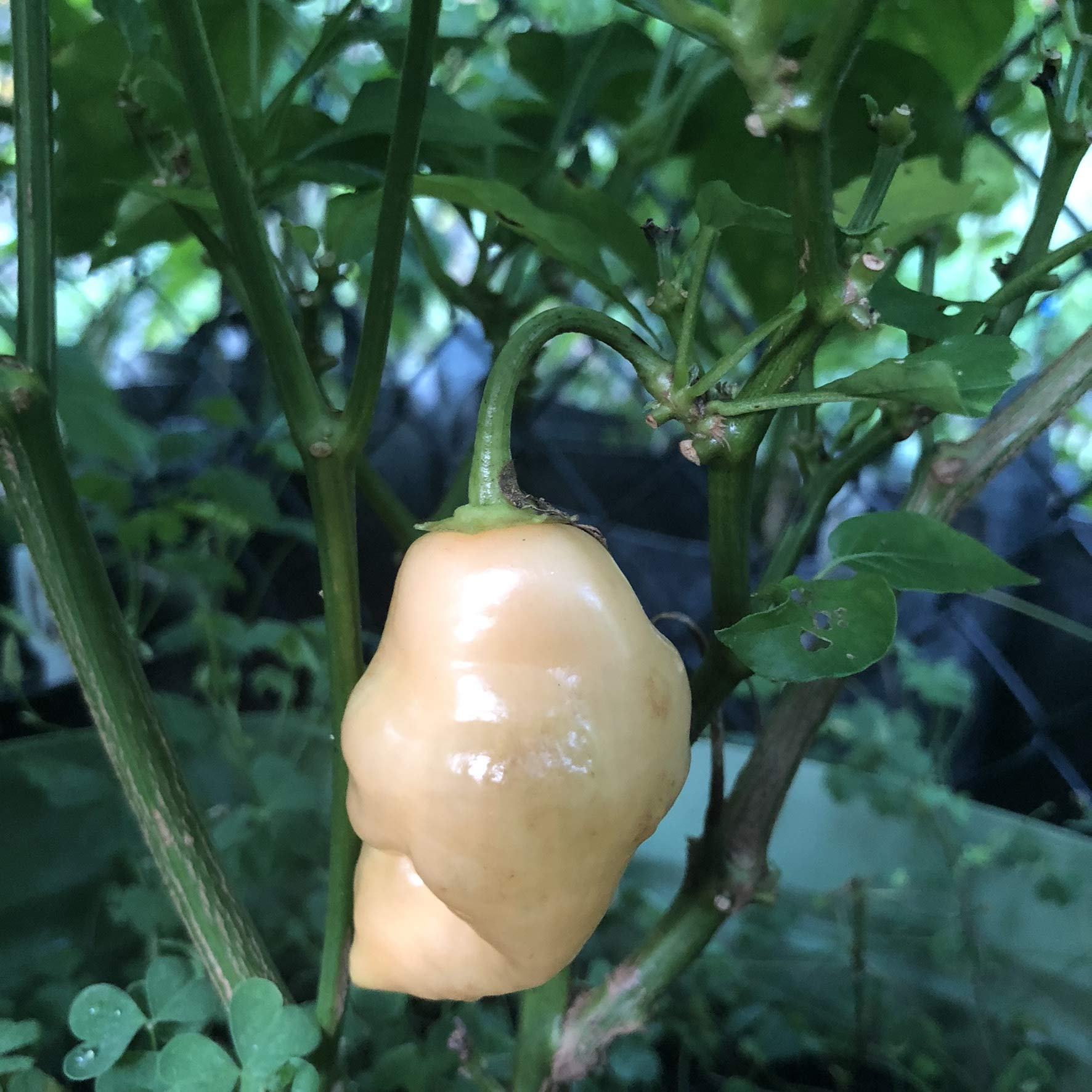 Aji Sugar Rush Peach Seeds - Sweet Heirloom Pepper Seeds for Home Garden, Hot Sauce & Salsas - Perfect for Organic Gardening, Container Planting & Spicy Cooking