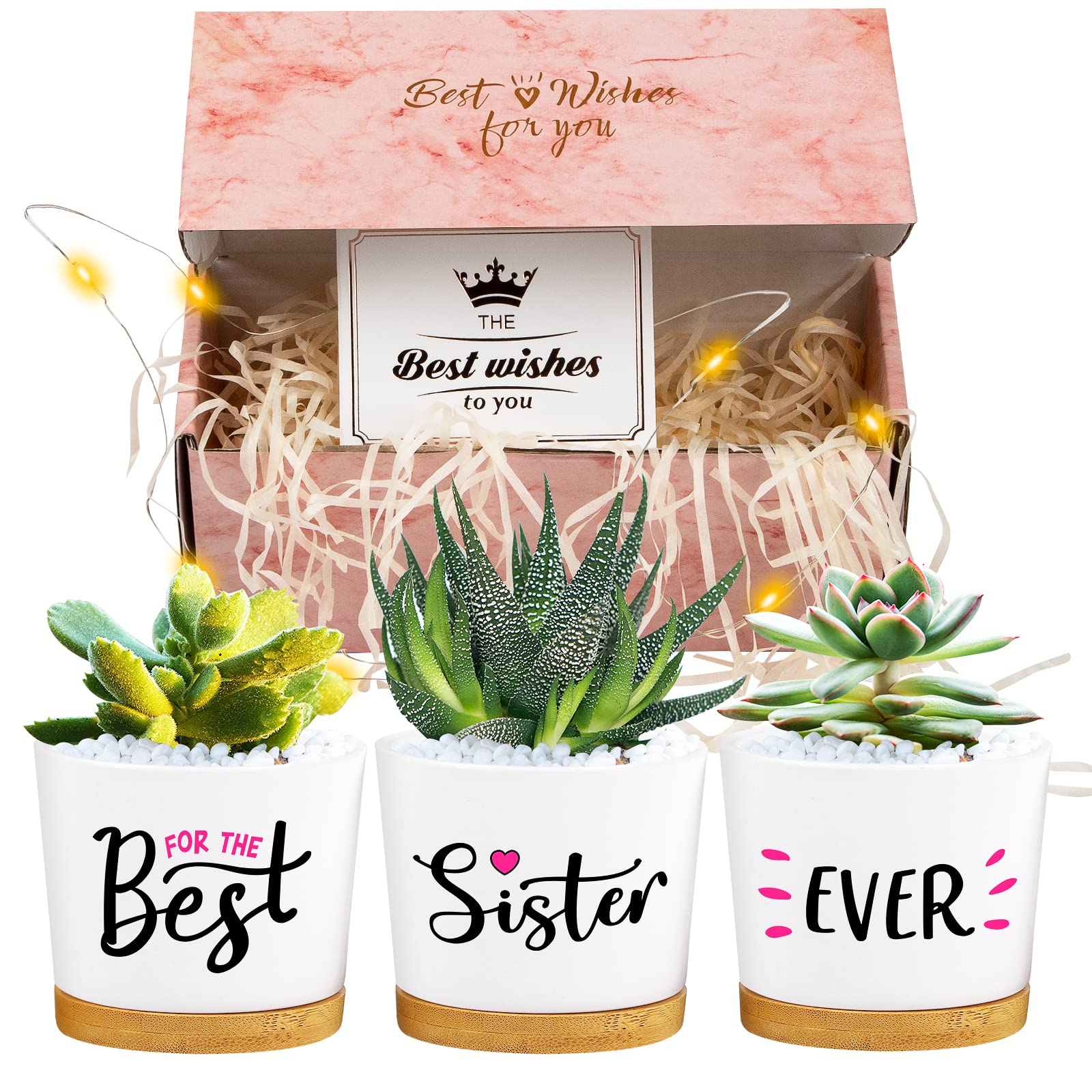 Best Sister Gifts from Brother or Sister - Unique Birthday, Graduation & Thanksgiving Gifts for Women | Beautiful Succulent Plant Pots with Gift Box | Perfect for Home Decor, Office Desk & Special Occasions