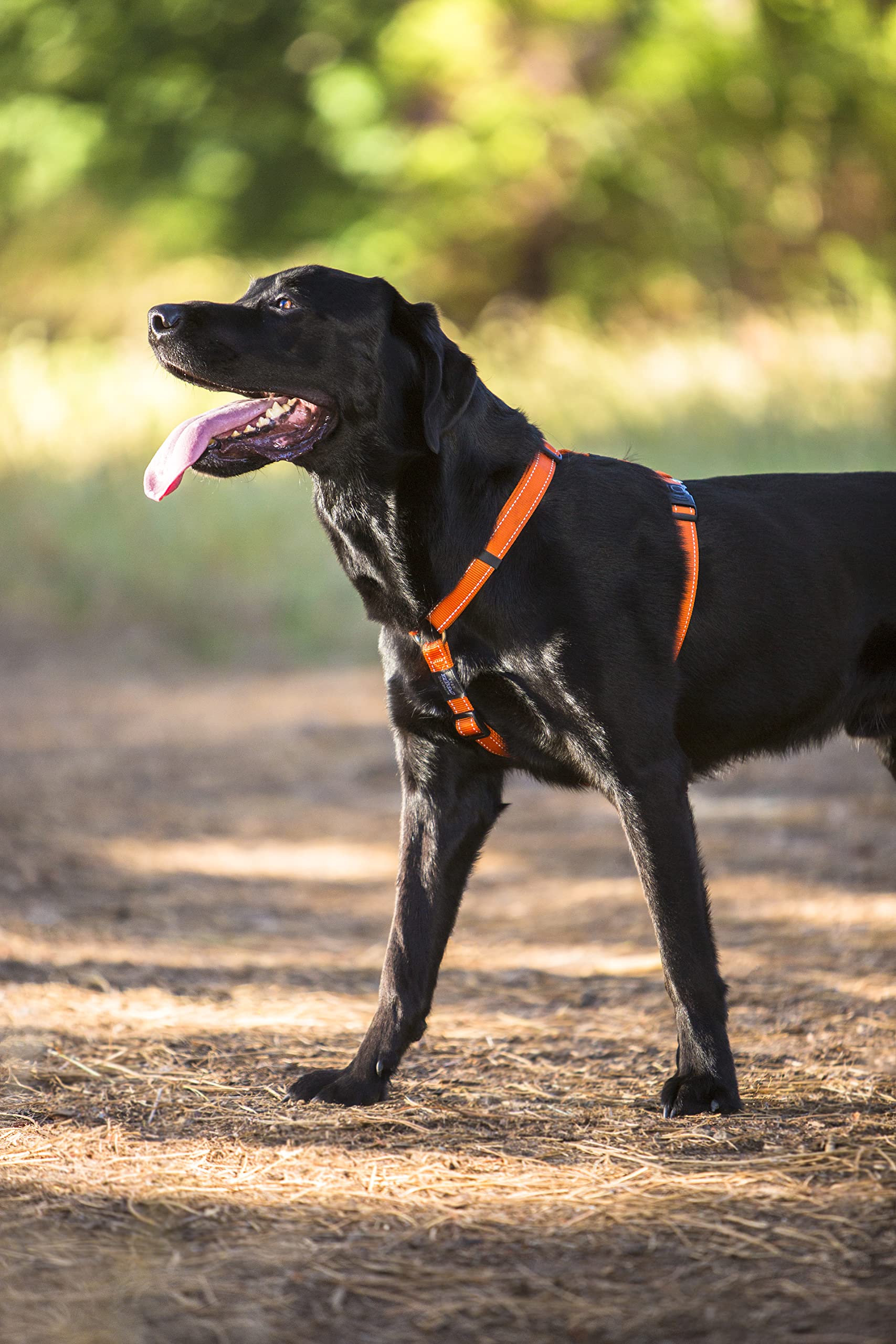 Reflective Adjustable Dog H Harness for Extra Large Dogs - Heavy Duty No Pull Pet Vest with Padded Chest, Blue | Perfect for Night Walks, Jogging & Outdoor Adventures