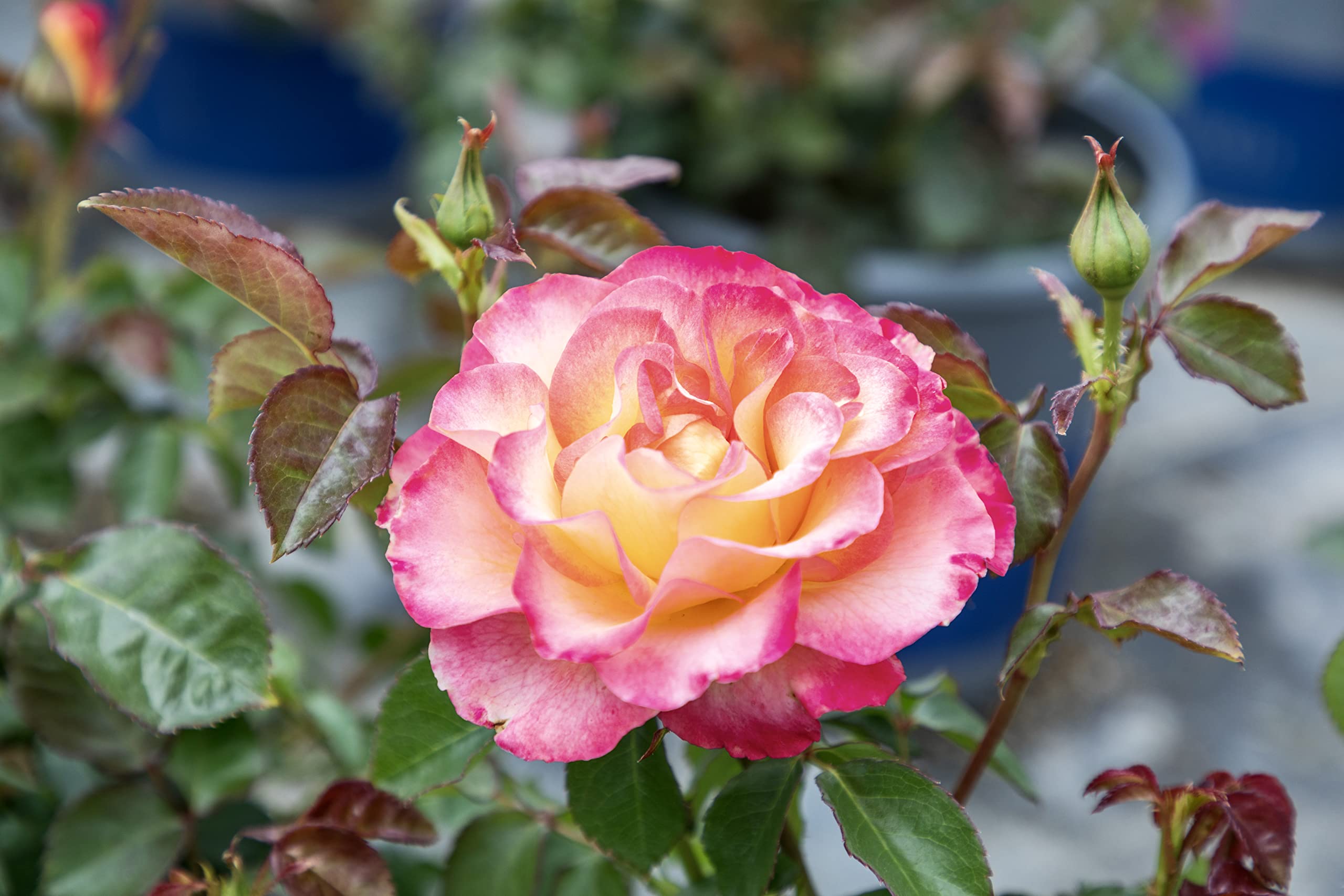 Fresh Pink & Yellow Roses for Delivery - Live Rose Bush Plants, Potted Outdoor Rose Plants | Perfect Plant Lover Gifts & Home Garden Decor | Ideal for Birthdays, Anniversaries & Valentine's Day