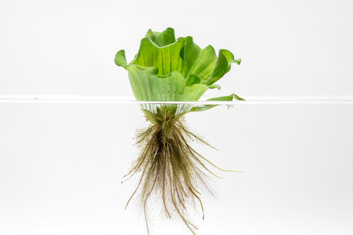 Pistia Stratiotes (Water Lettuce) - Floating Aquatic Plant for Ponds, Aquariums & Water Gardens | Natural Water Purifier & Fish Habitat