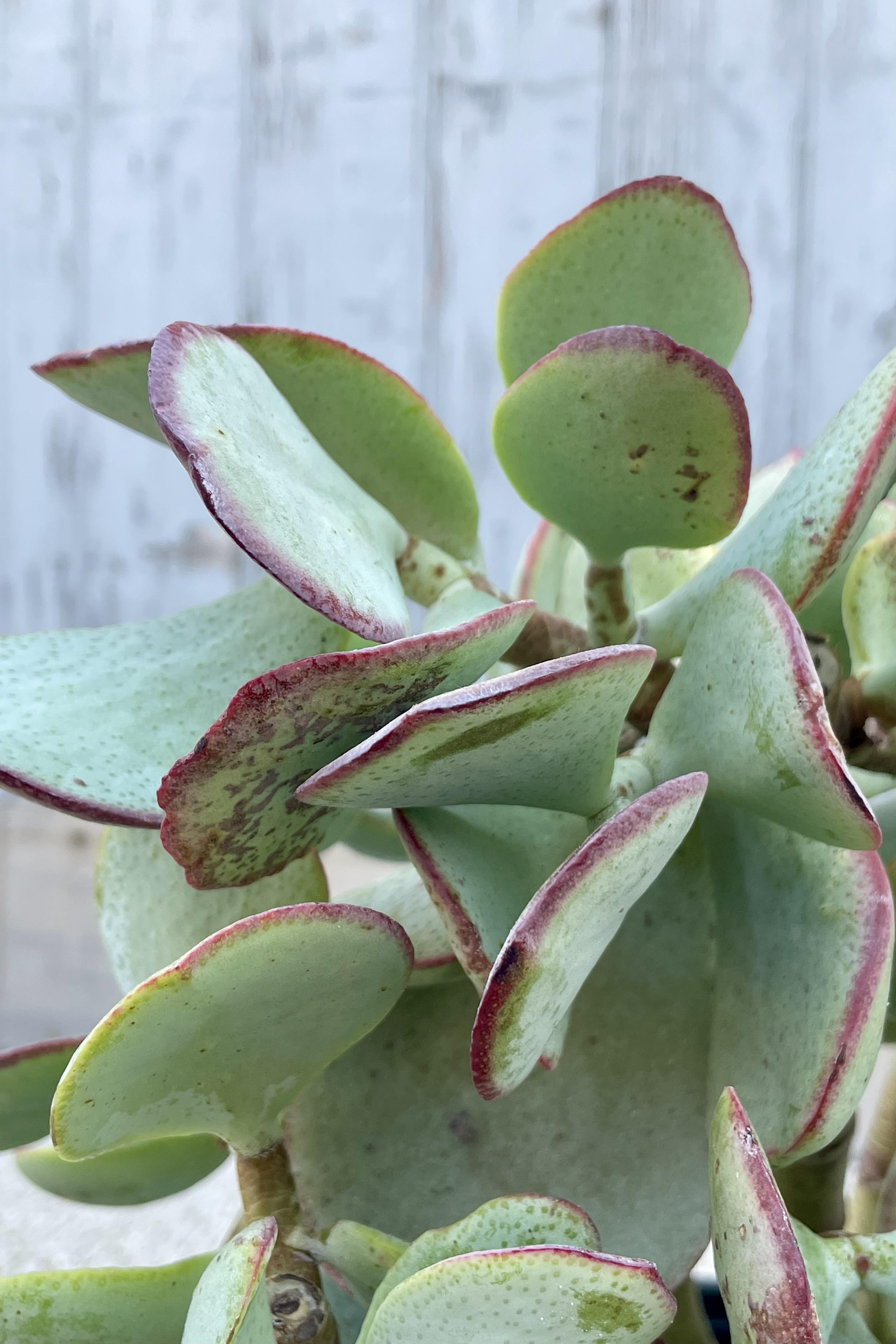 Crassula Arborescens Silver Dollar Jade - 10 Inch Succulent Plant for Home Decor, Office, and Garden | Easy Care Indoor Houseplant for Beginners