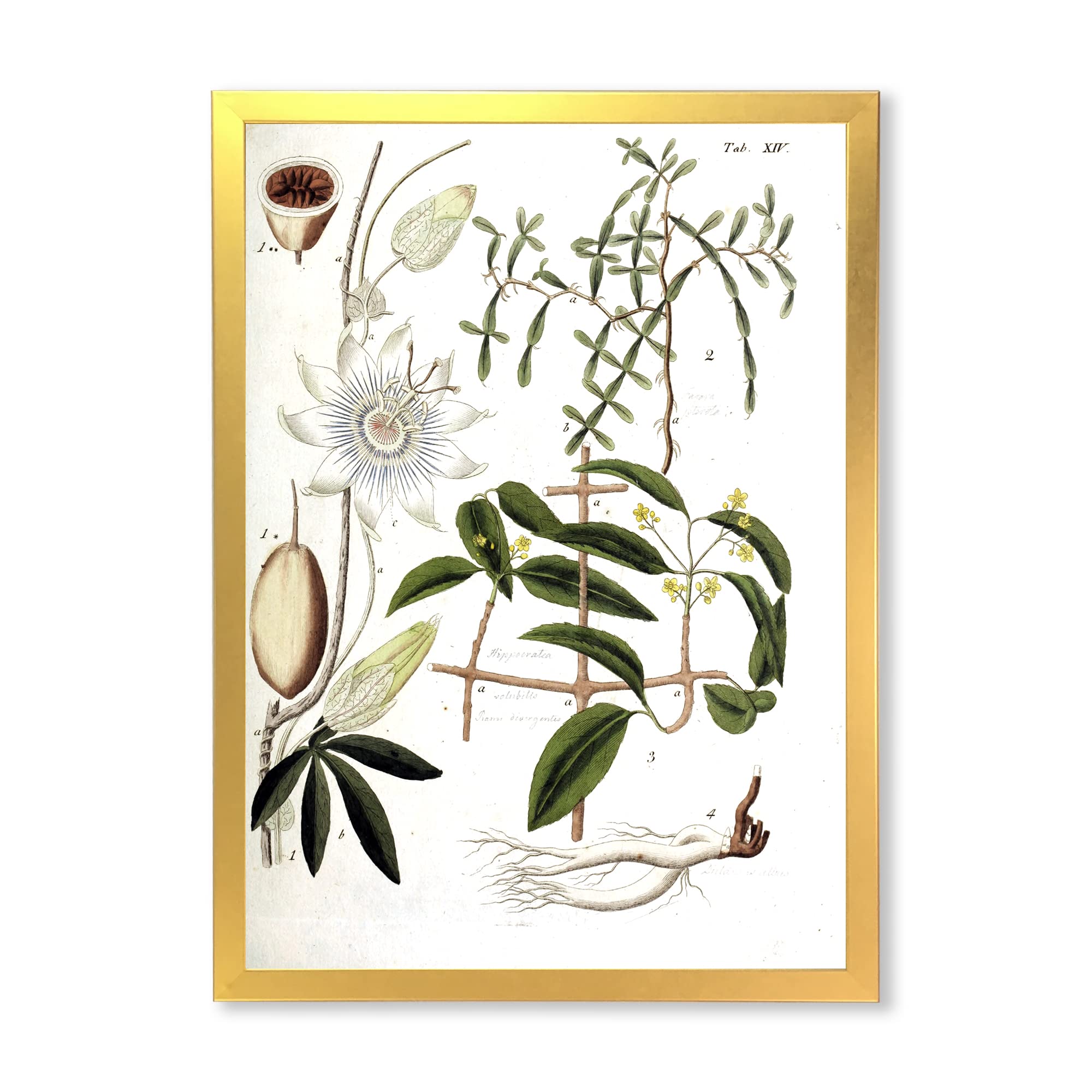 Vintage Farmhouse Wall Art - Botanical Plant Life IV Framed Print for Home Decor, Living Room, Bedroom & Office