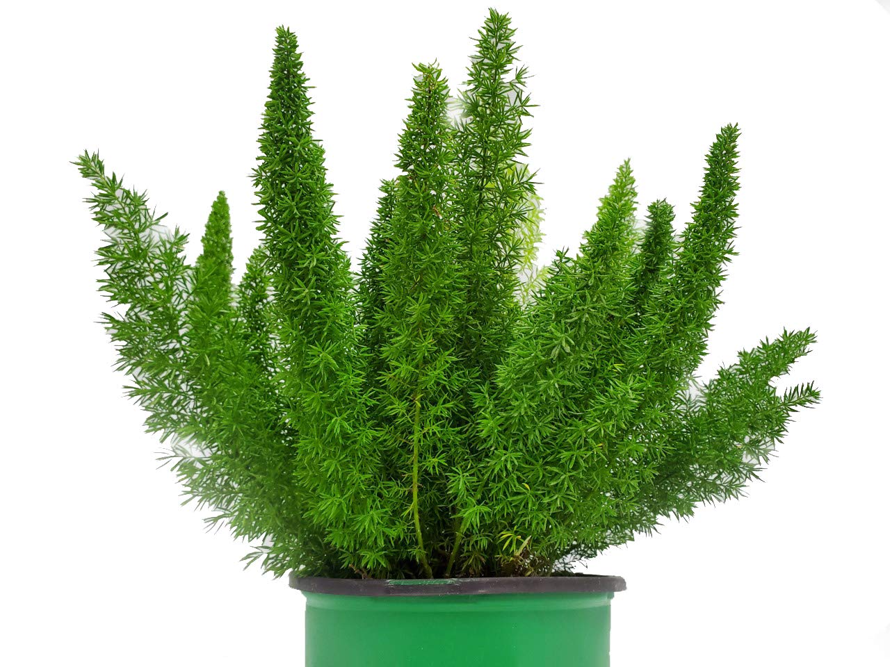 Foxtail Fern Live Plant - Asparagus Meyeri - Tropical Foliage Indoor Outdoor - Large 1 Gallon Potted Plant (12-14 Inch Height) - Perfect for Home Decor, Office Plants, Landscaping & Garden Centerpieces