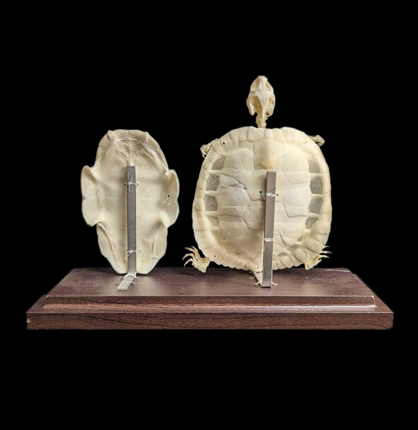 Articulated Turtle Skeleton Model - Realistic Animal Anatomy Display for Science Education & Home Decor - Perfect for Classrooms, Biology Labs & Gothic Decor