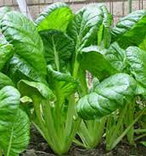Komatsuna Oriental Mustard Spinach Seeds (25-Pack) - Perfect for Stir-Fry, Pickling & Boiling - Great Taste & Easy to Grow - Ideal for Home Gardens & Asian Cuisine
