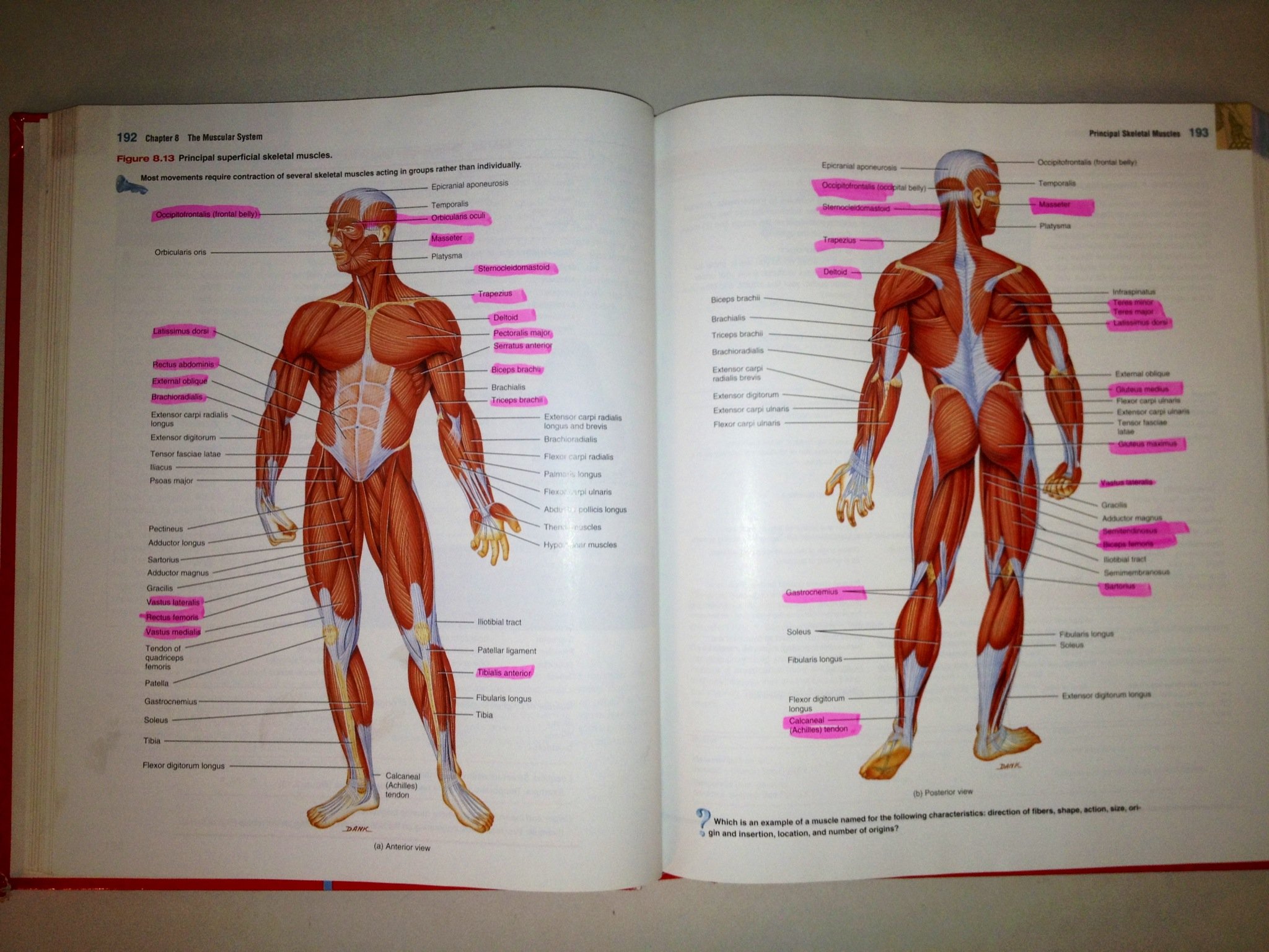 Introduction to the Human Body: The Essentials of Anatomy and Physiology - Perfect for Medical Students & Healthcare Professionals