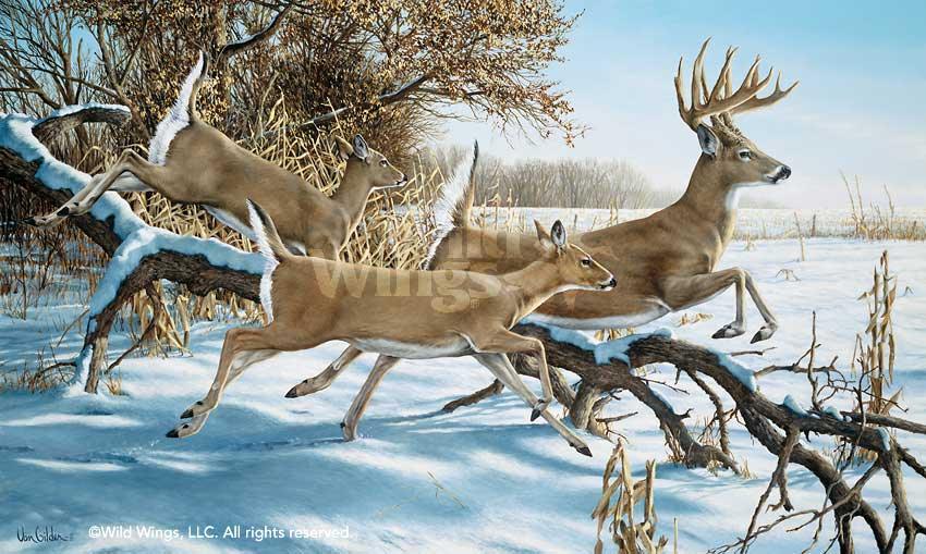 Breaking Cover Whitetail Deer Limited Edition Paper Print - Premium Wildlife Art for Home & Office Decor, Hunting Cabin Wall Art, Nature Lover Gift