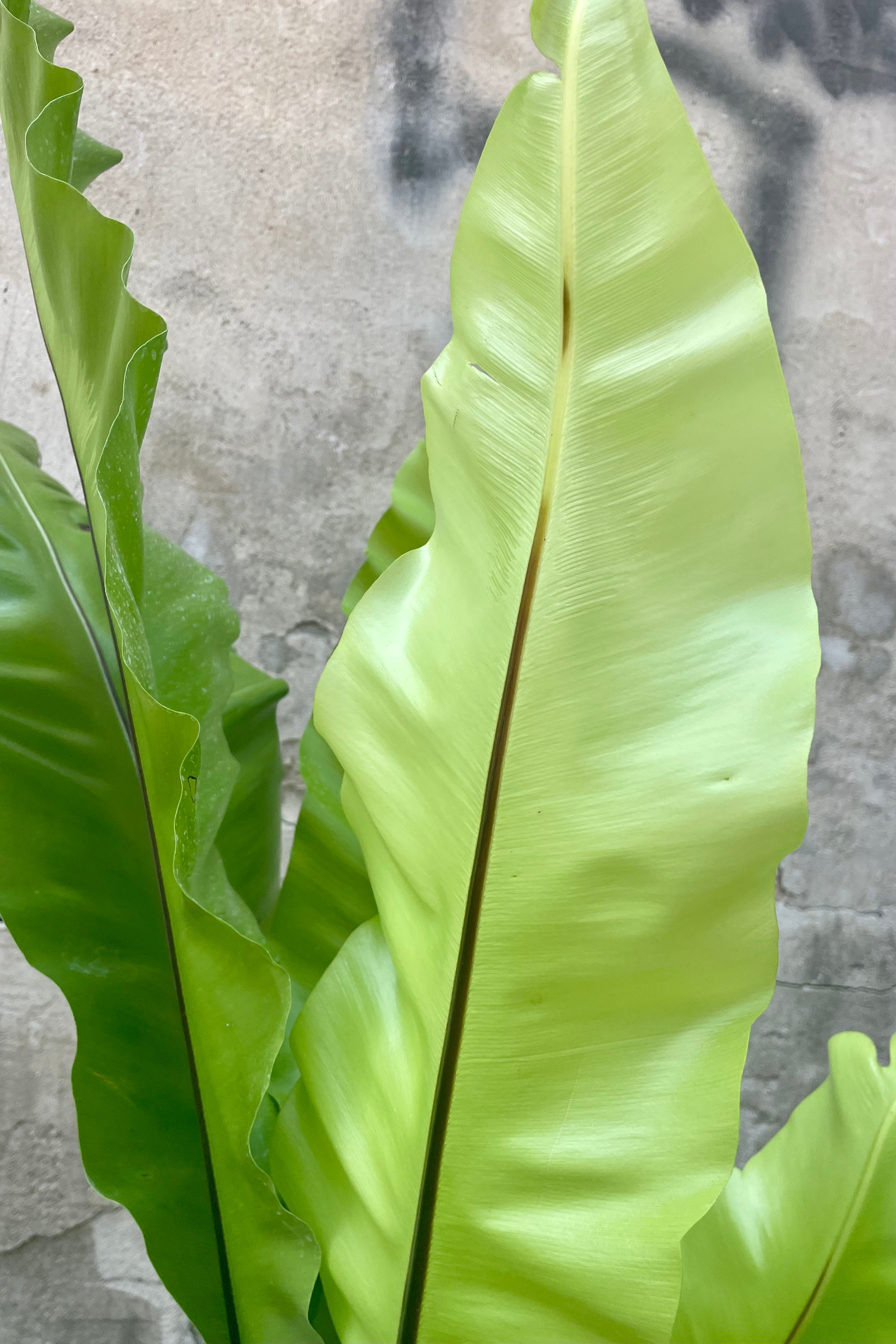 Buy Asplenium Nidus Bird's Nest Fern - 10