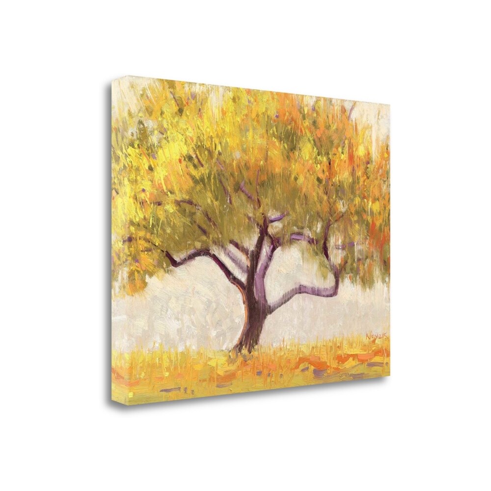 Apricot Tree by Shirley Novak - Fine Art Giclee Print on Gallery Wrap Canvas, Ready to Hang Wall Decor - Perfect for Living Room, Bedroom & Office Decorations