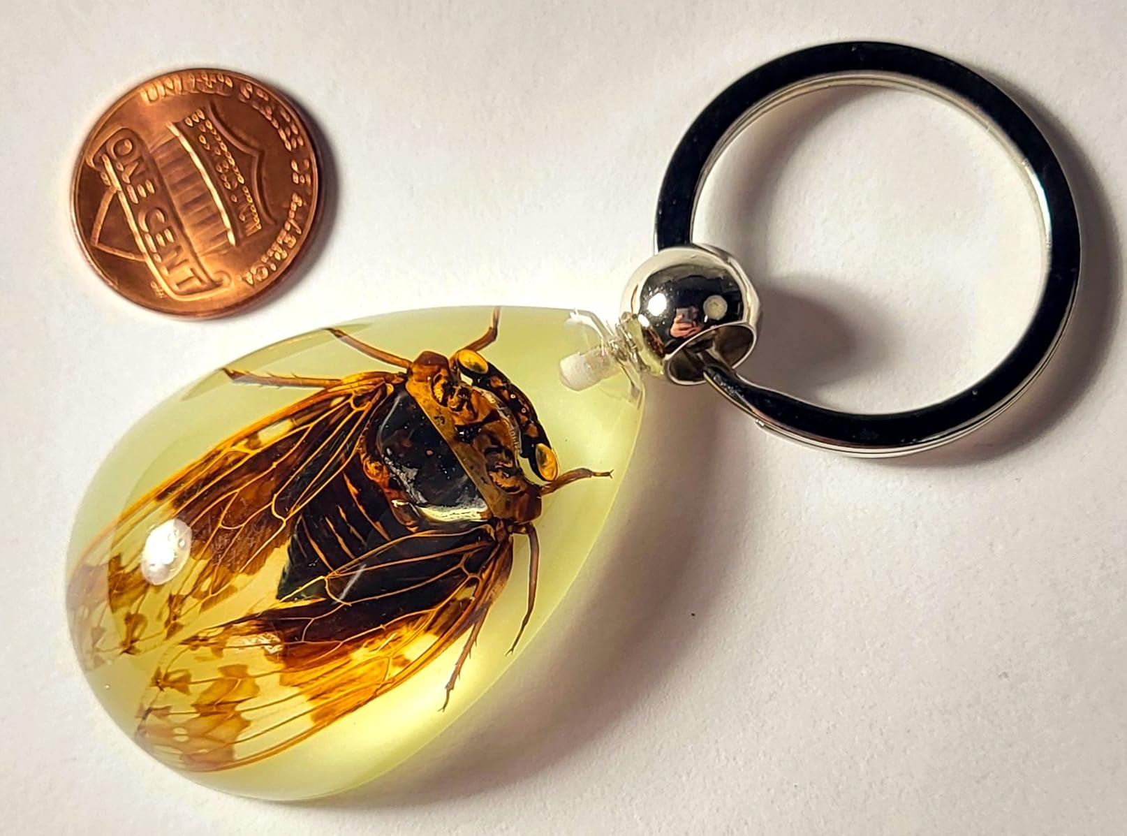 Glow in The Dark 43mm Real Cicada Lucite Keychain - Insect Taxidermy Specimen for Science Education & Unique Jewelry Pendant - Perfect for Biology Classrooms, Gothic Fashion Accessories, and Nature Lover Gifts