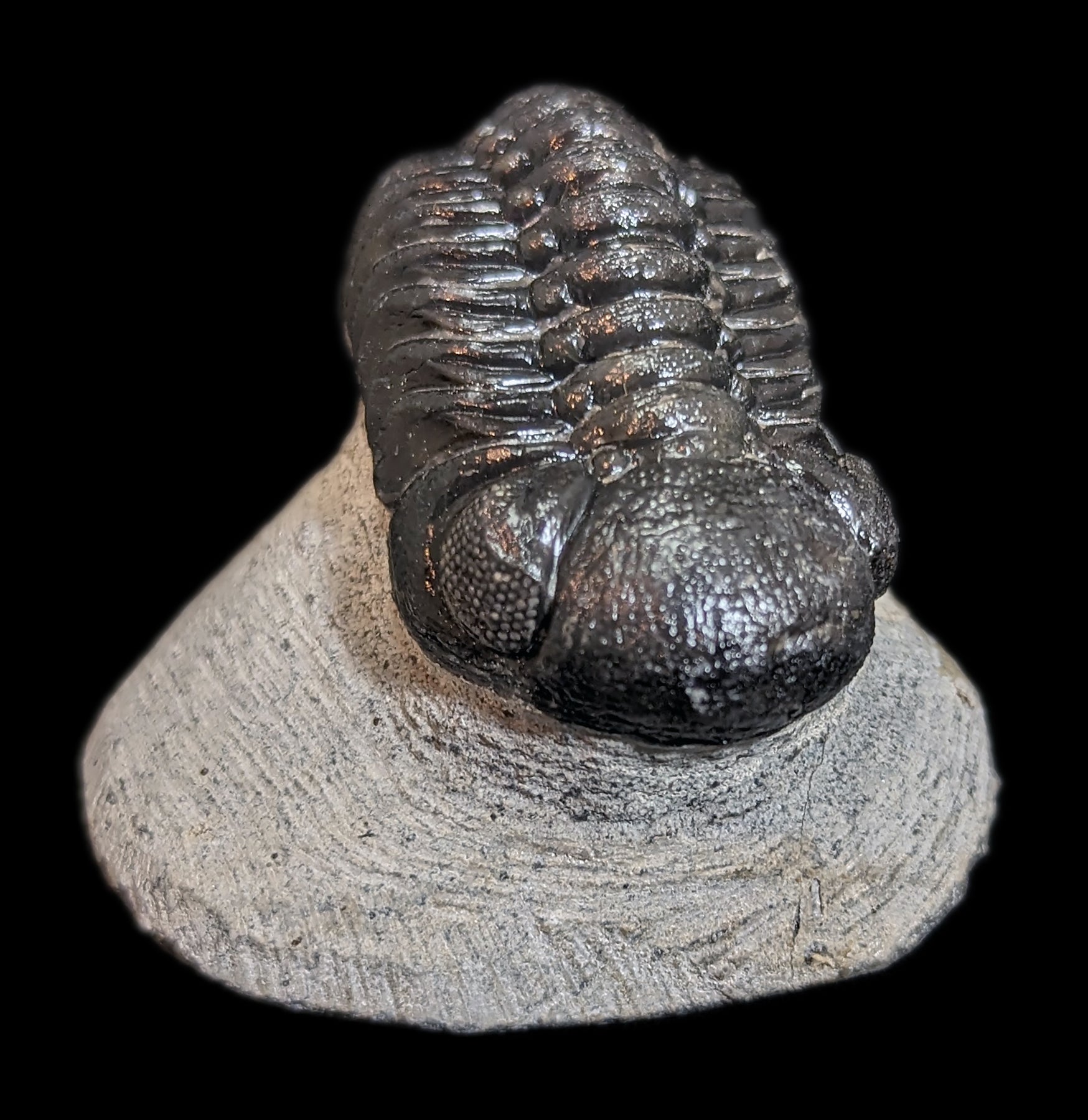Eldredgeops Rana Trilobite Fossil in Matrix - Authentic Devonian Era Fossil Specimen for Collectors & Home Decor | Perfect for Science Enthusiasts & Unique Gift Ideas