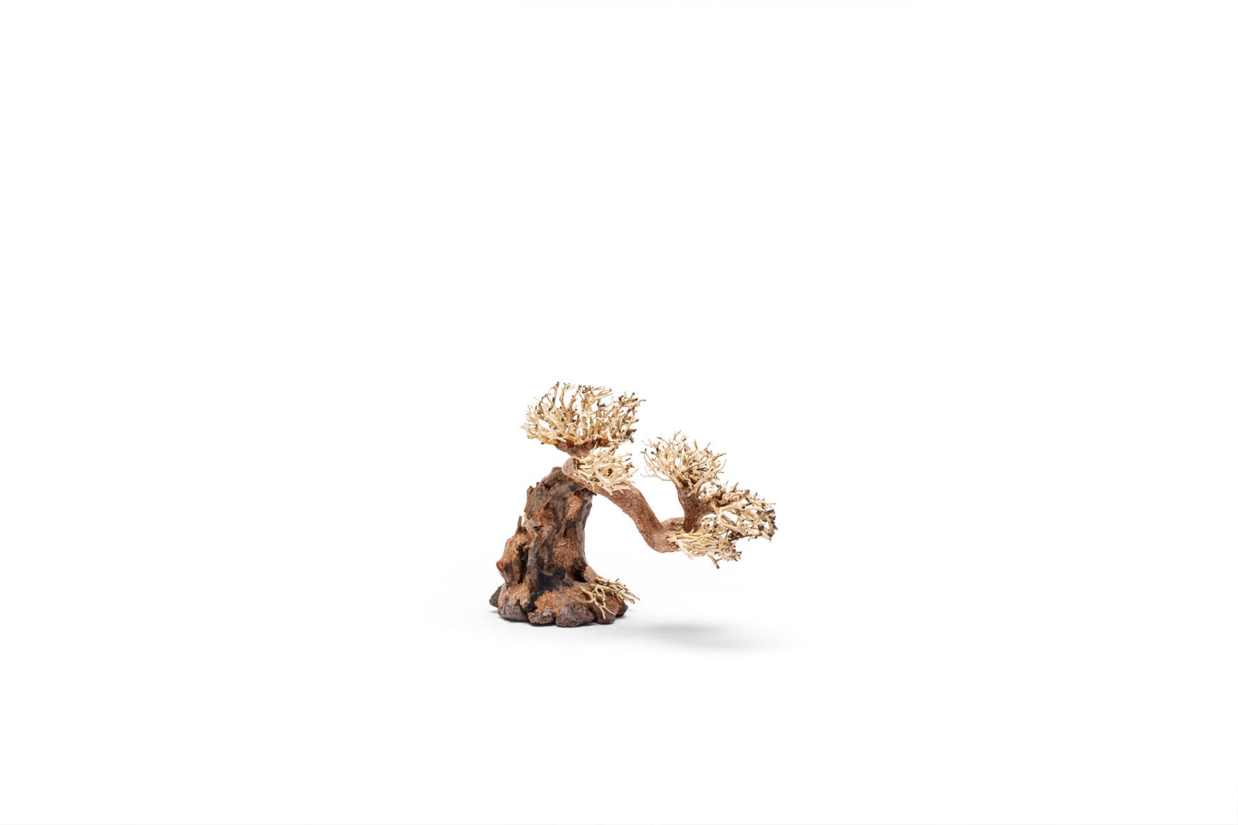 UNS Bonsai 006 - Premium Mini Bonsai Tree Kit for Home & Office Decor | Perfect for Zen Gardens, Desktop Decor, and Relaxation Gifts