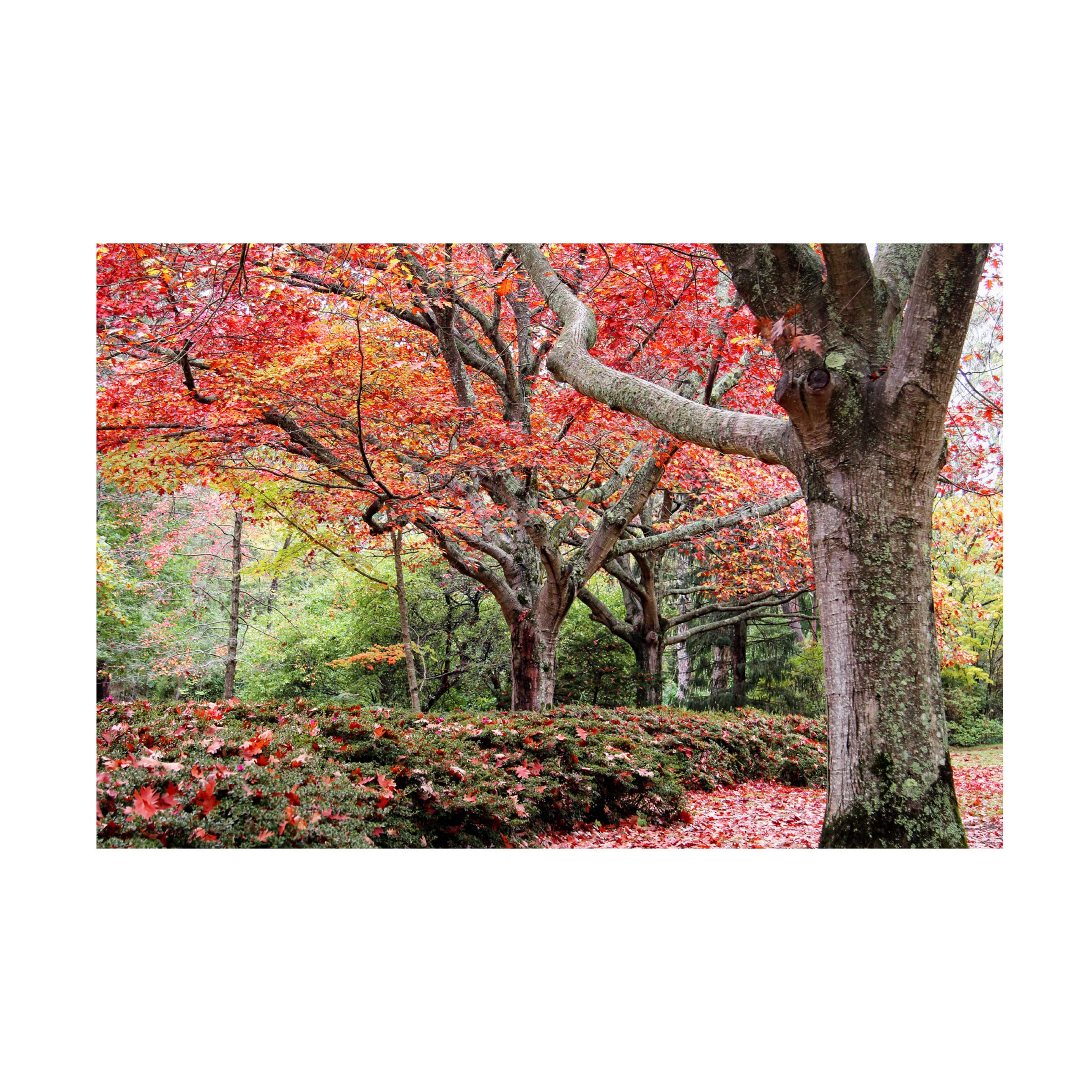 Trademark Fine Art 'Autumn Garden' Canvas Wall Art by Beata Czyzowska - Hand Painted Landscape Oil Painting for Living Room, Bedroom & Office Decor