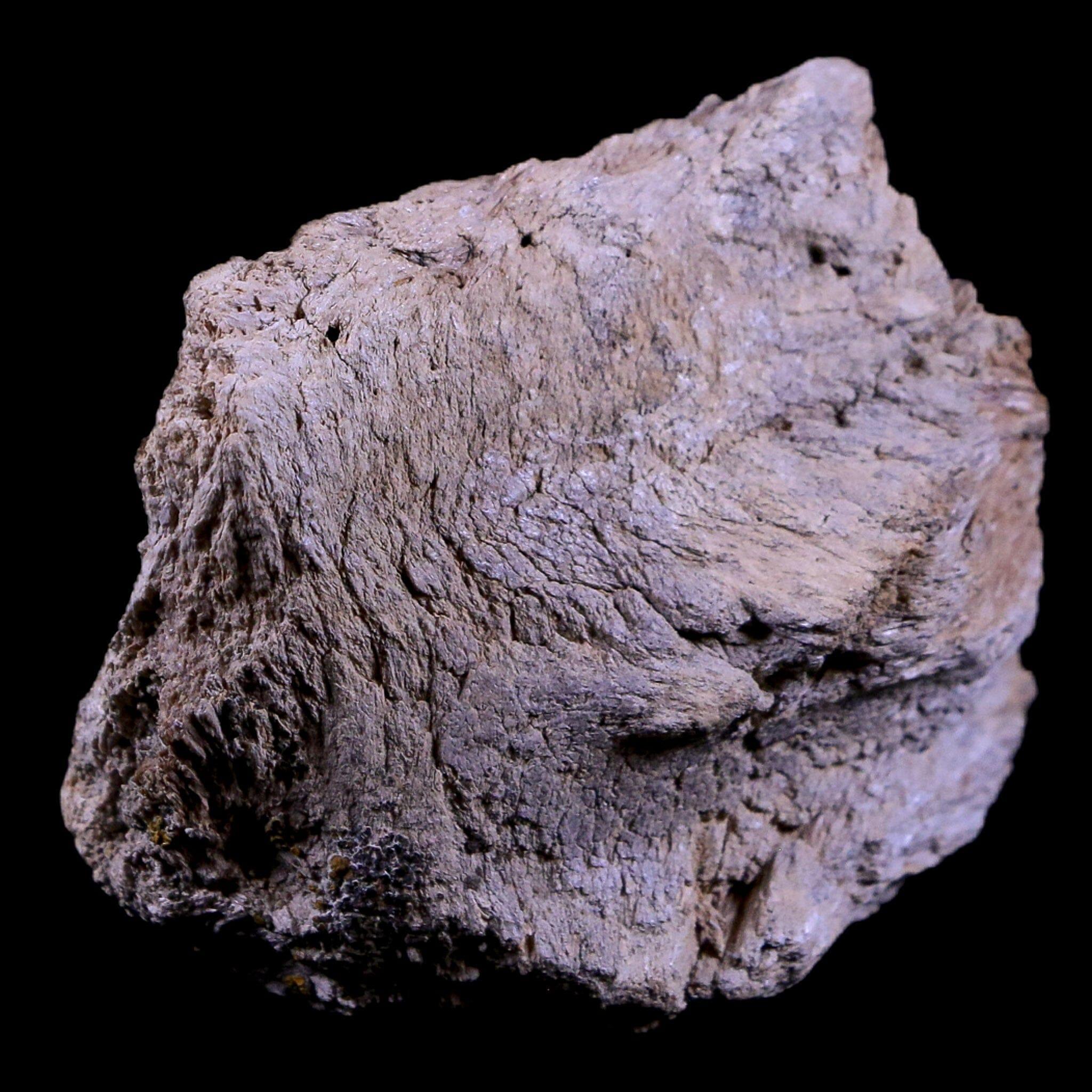 Authentic Gryposaurus Fossil Jaw Maxilla Bone - Duck-Billed Dinosaur Fossil from Judith River Formation, Montana - Includes COA - Perfect for Paleontology Collections, Educational Displays & Dinosaur Enthusiasts