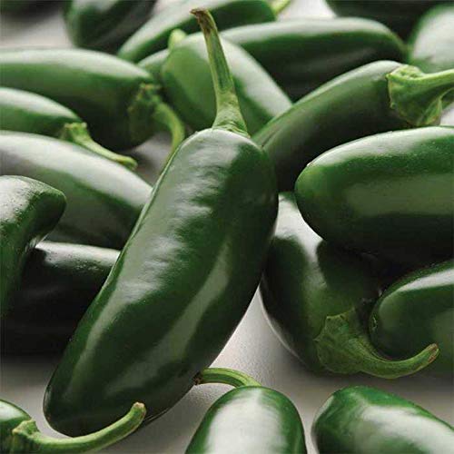 La Bomba Jalapeno F1 Hybrid Hot Pepper Seeds - Thick-Walled, Spicy & Flavorful (50 Seeds) - Perfect for Salsas, Grilling & Home Gardening