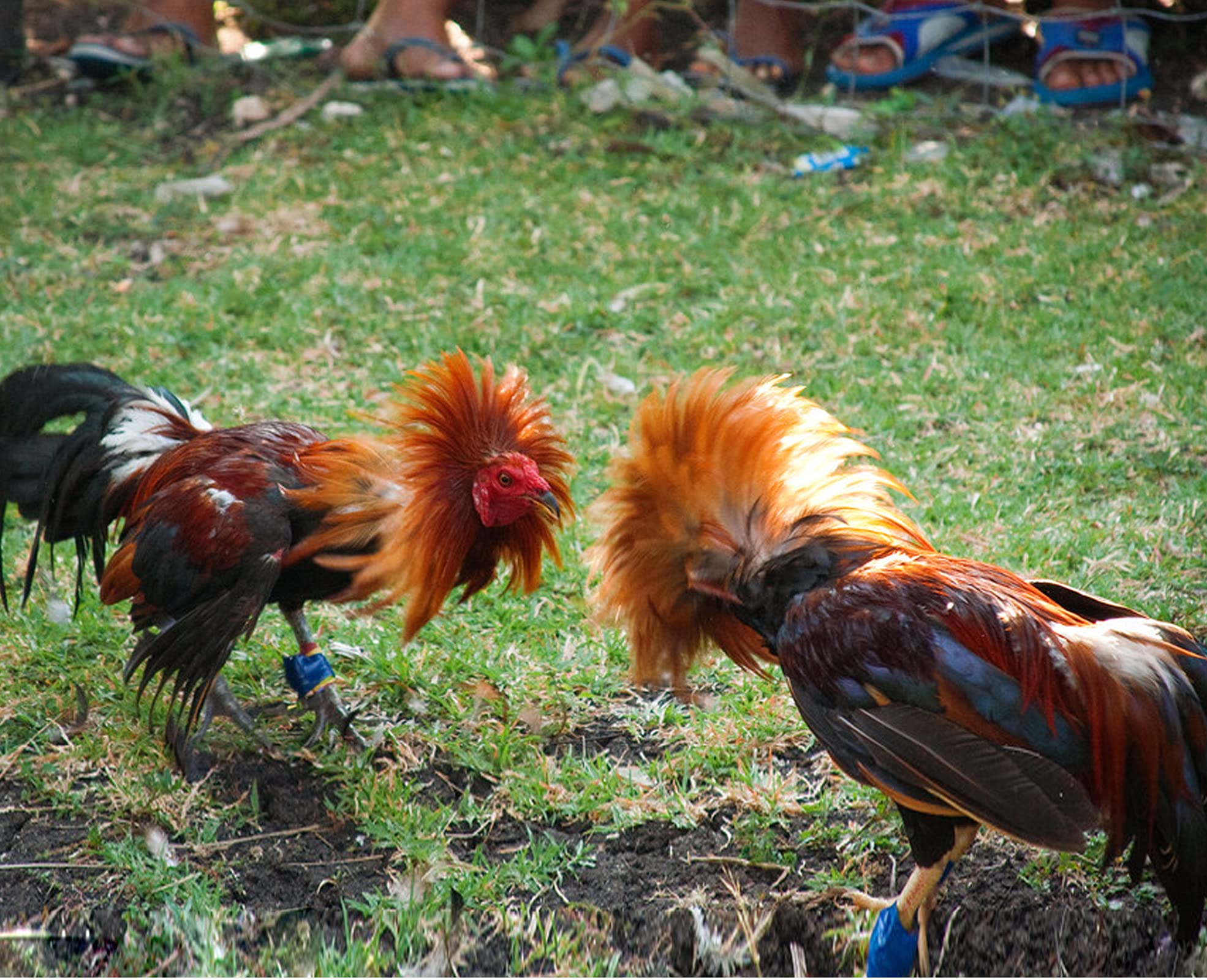 Gamefowl Rooster Leg Bands - 2 Pairs Blue & Red Chicken Leg Protectors for Cockfighting, Poultry Care & Show Birds - Durable Accessories for Training, Breeding & Protection