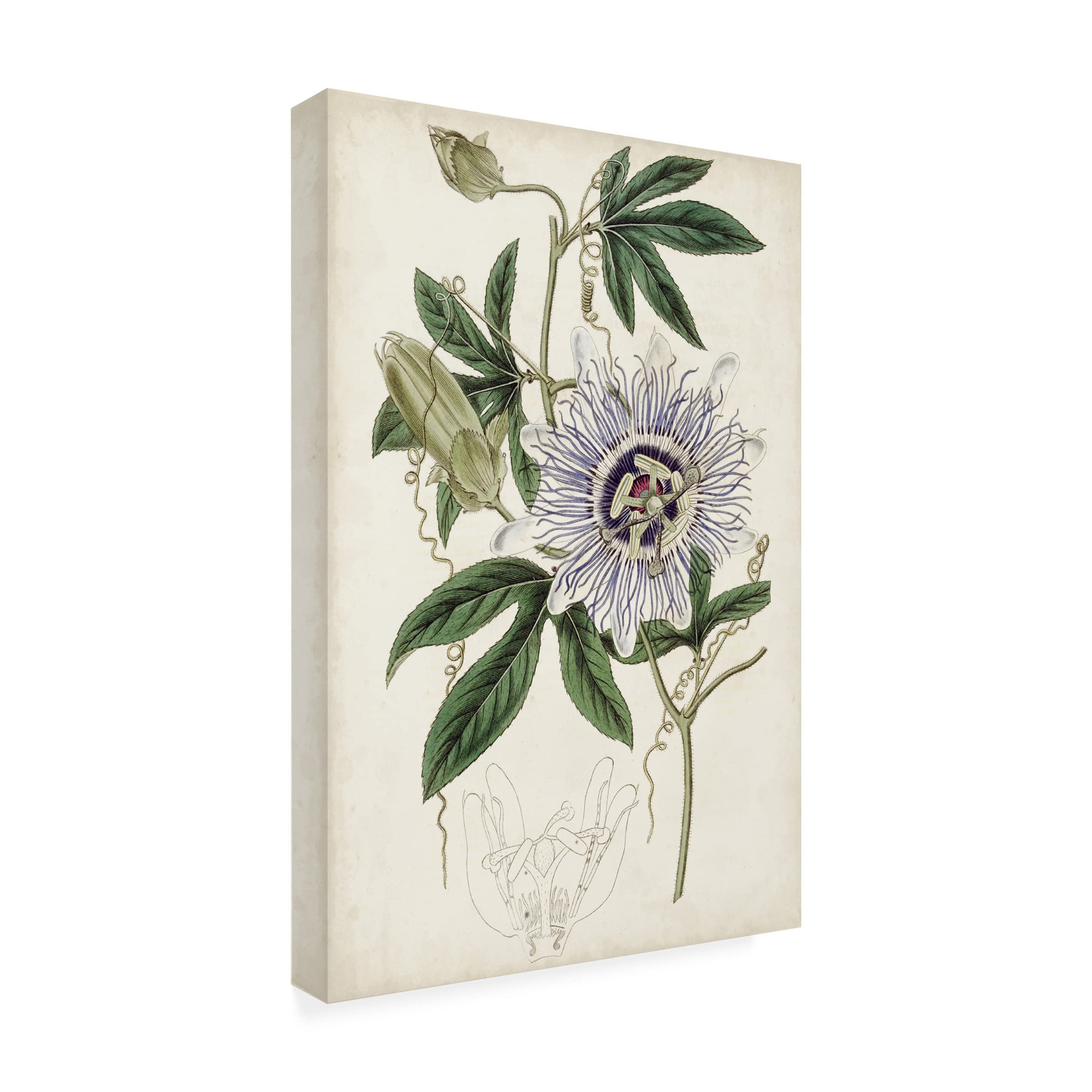 Trademark Fine Art 'Garden Gems XI' Canvas Wall Art by Curtis - Floral Home Decor for Living Room, Bedroom & Office